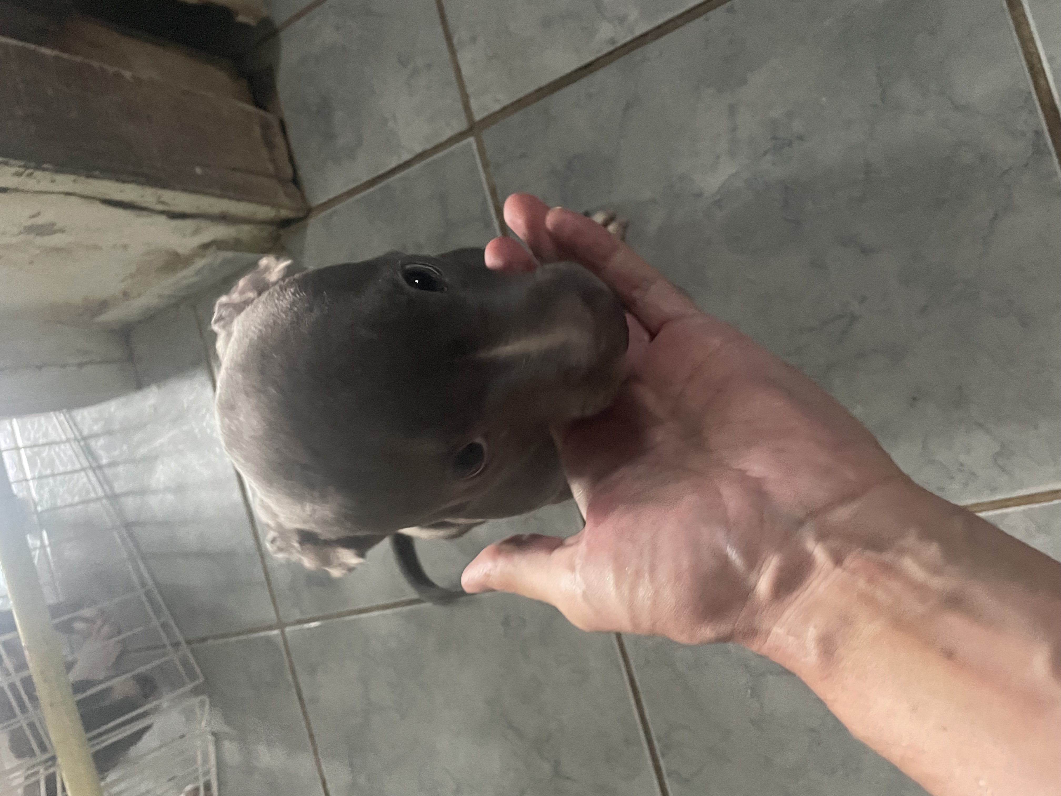 Portal Vendocão Filhote de American bully micro  Camaragibe 