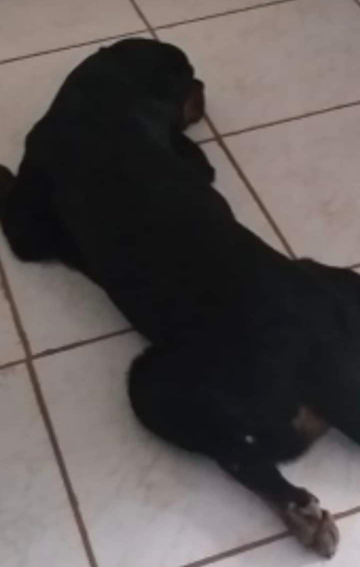 Filhotes Rotweiler; Excelente Lonhagem - Foto 2