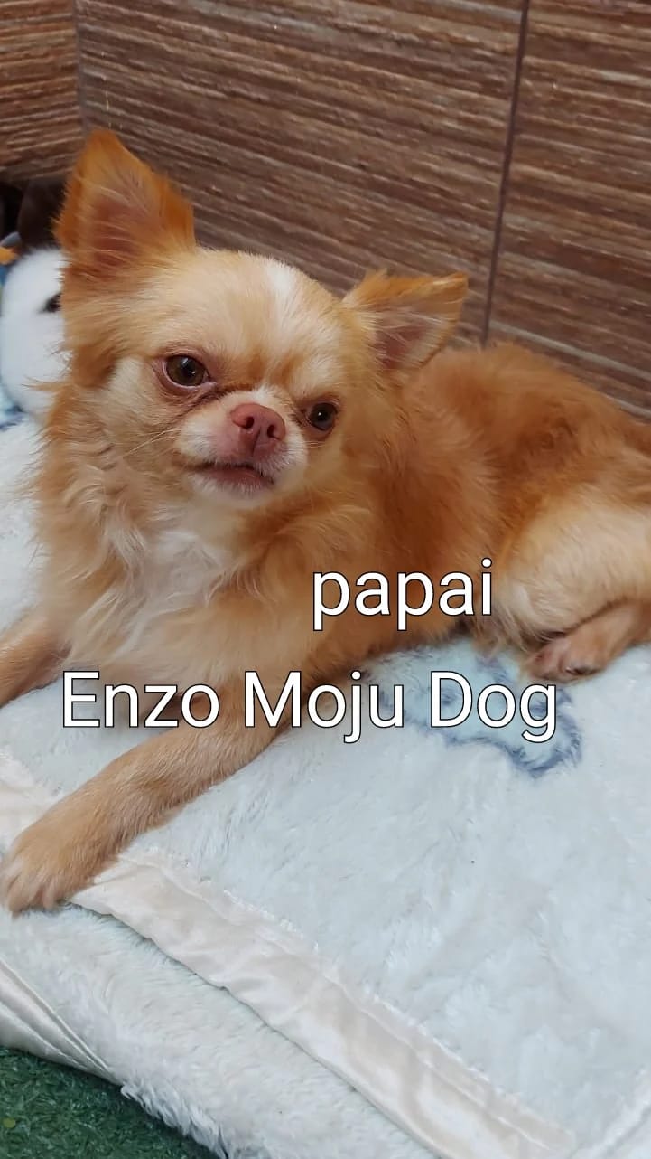 Chihuahua Pelo Curto em 10x Linhagem Russa - Foto 1