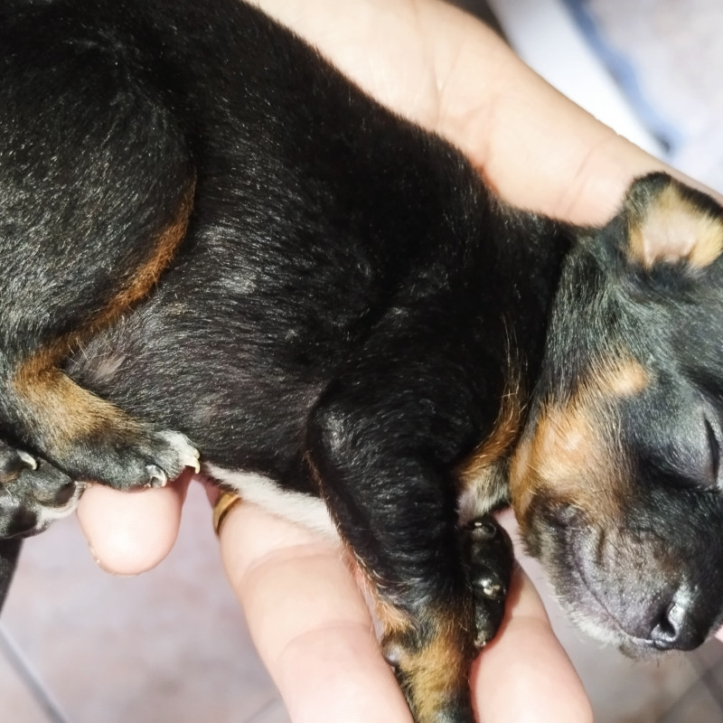 Filhote de pinscher legítimo - Foto 4