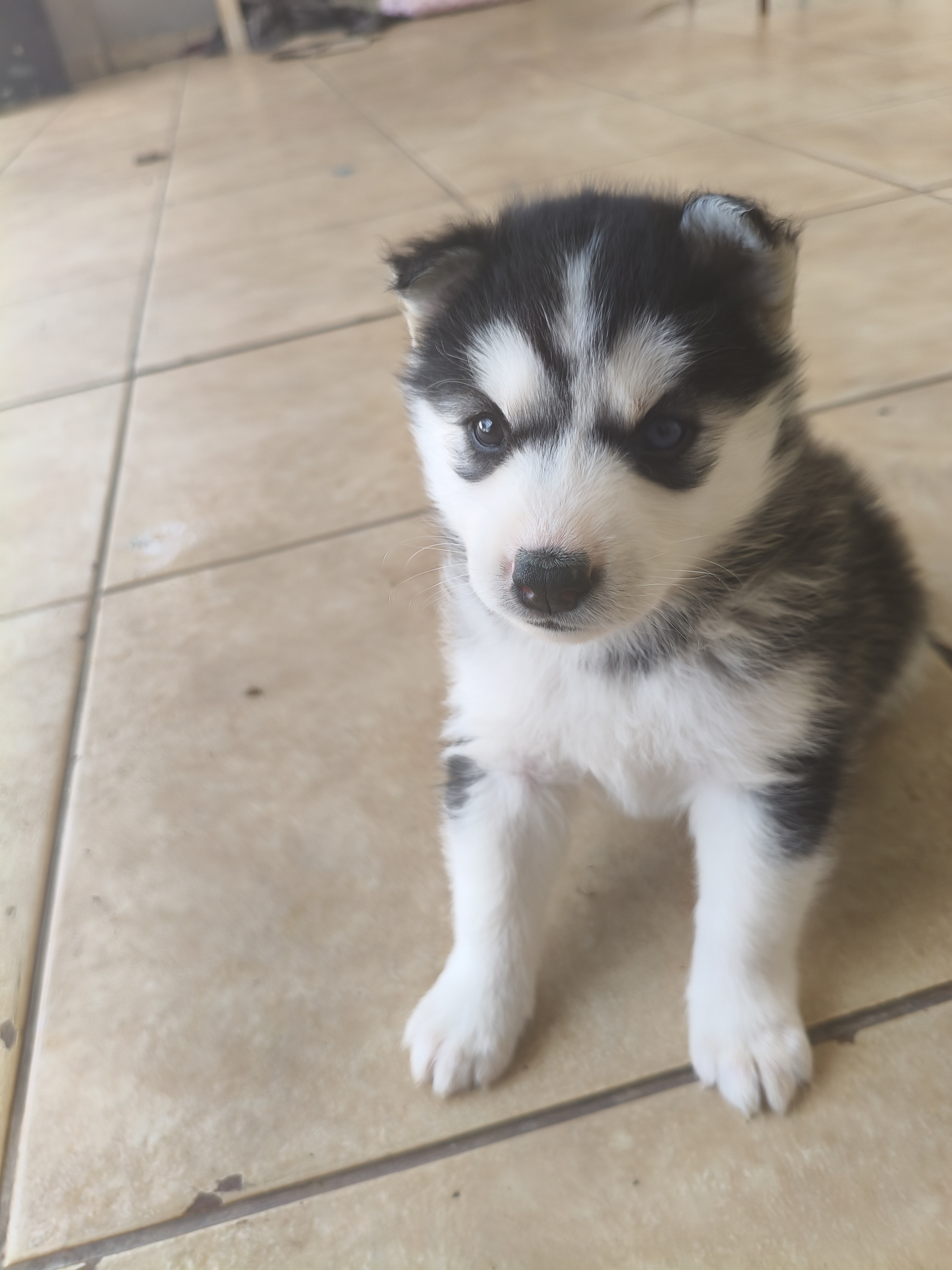 Husky Siberiano - Foto 2