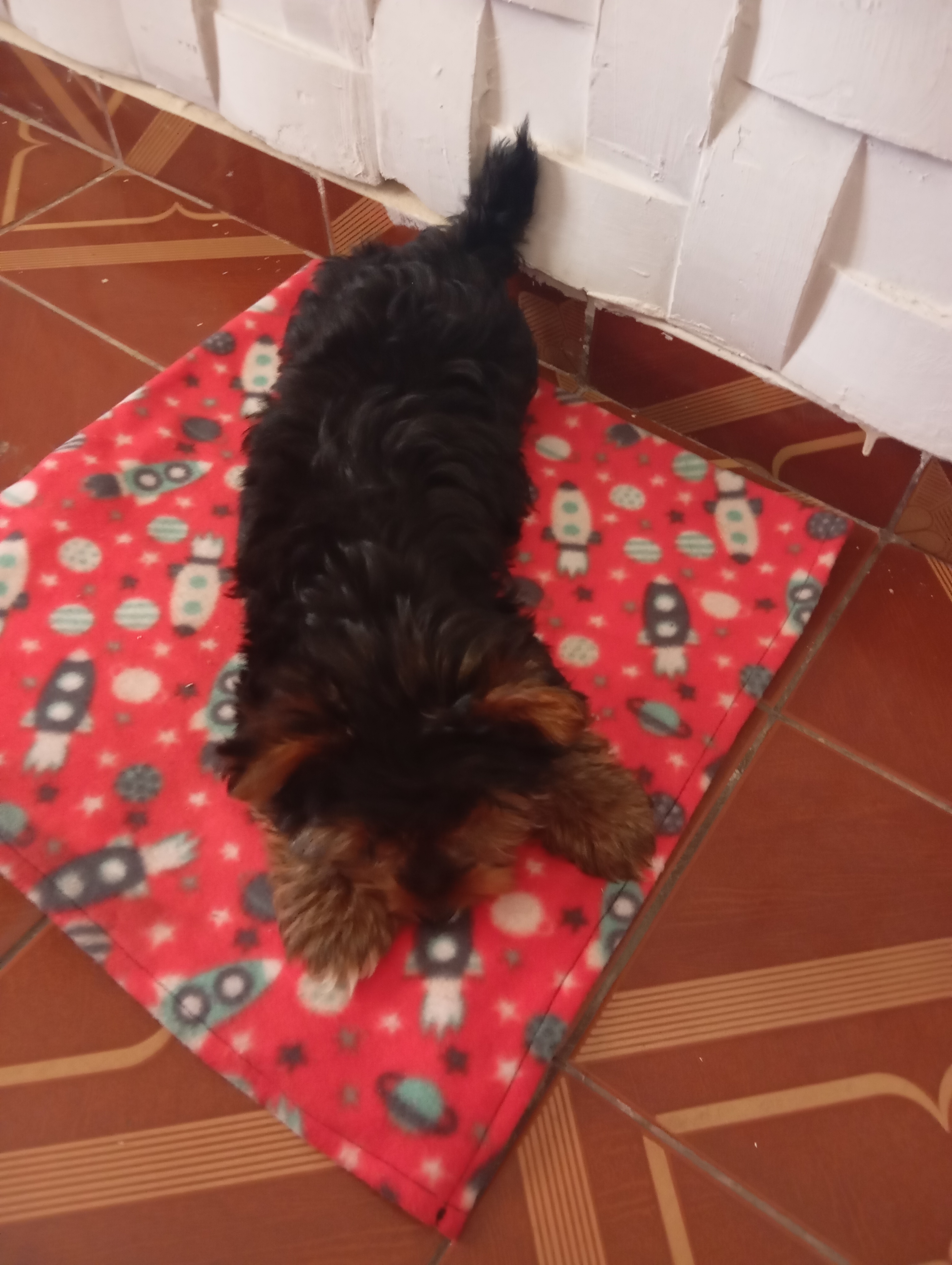 Portal Vendocão Vendo filhote de Yorkshire macho Juiz de fora
