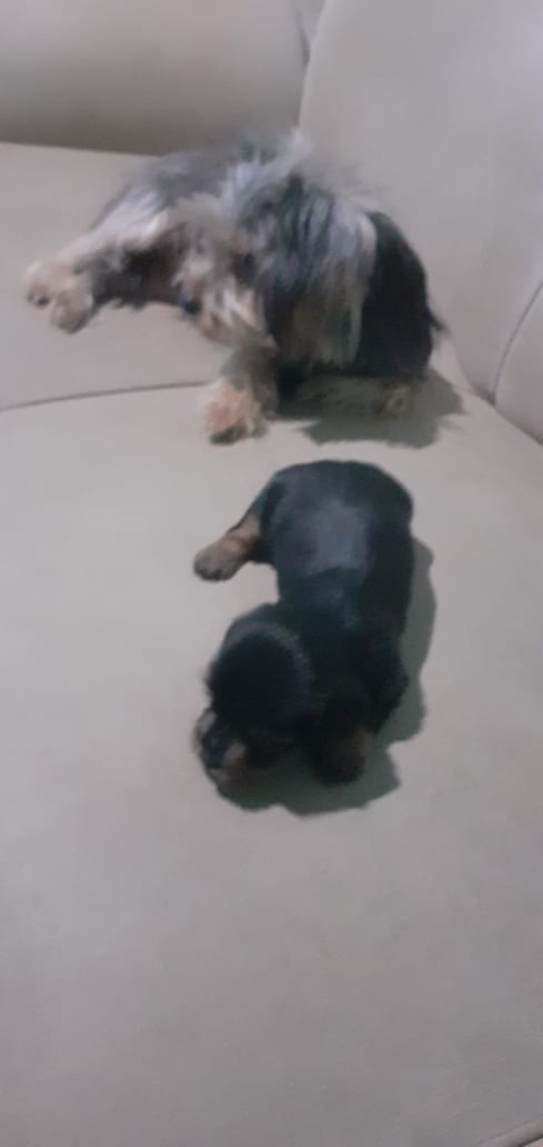 Portal Vendocão Yorkshire terrier vacinados  Guarapari 