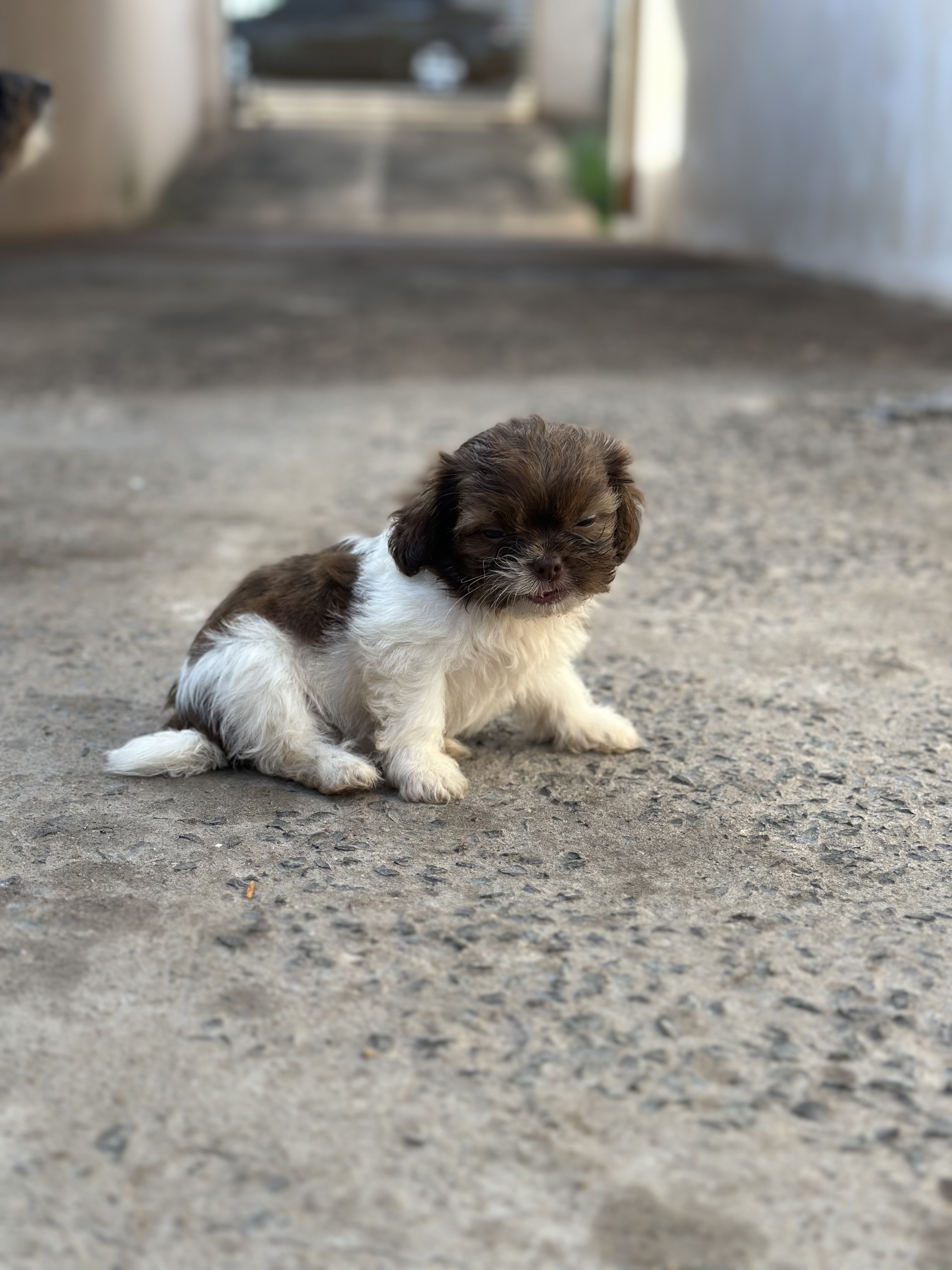 Portal Vendocão Cachorros Shih Tzu com Lhasa apso Filhotes Apucarana