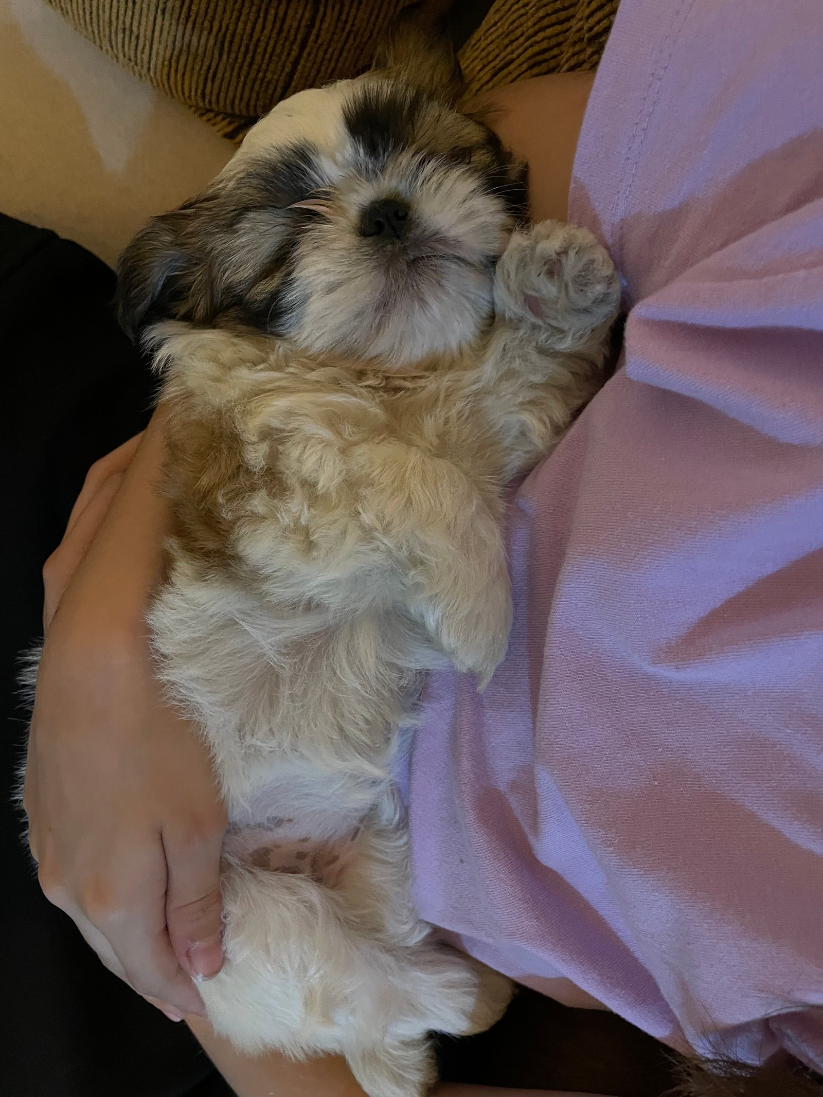 Vende-se shih-tzu fêmea filhote - Foto 2