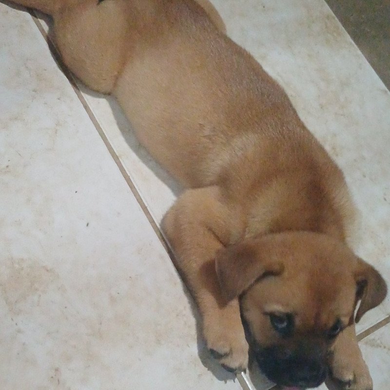Lindos filhotes de Chow chow com buldogue Inglês