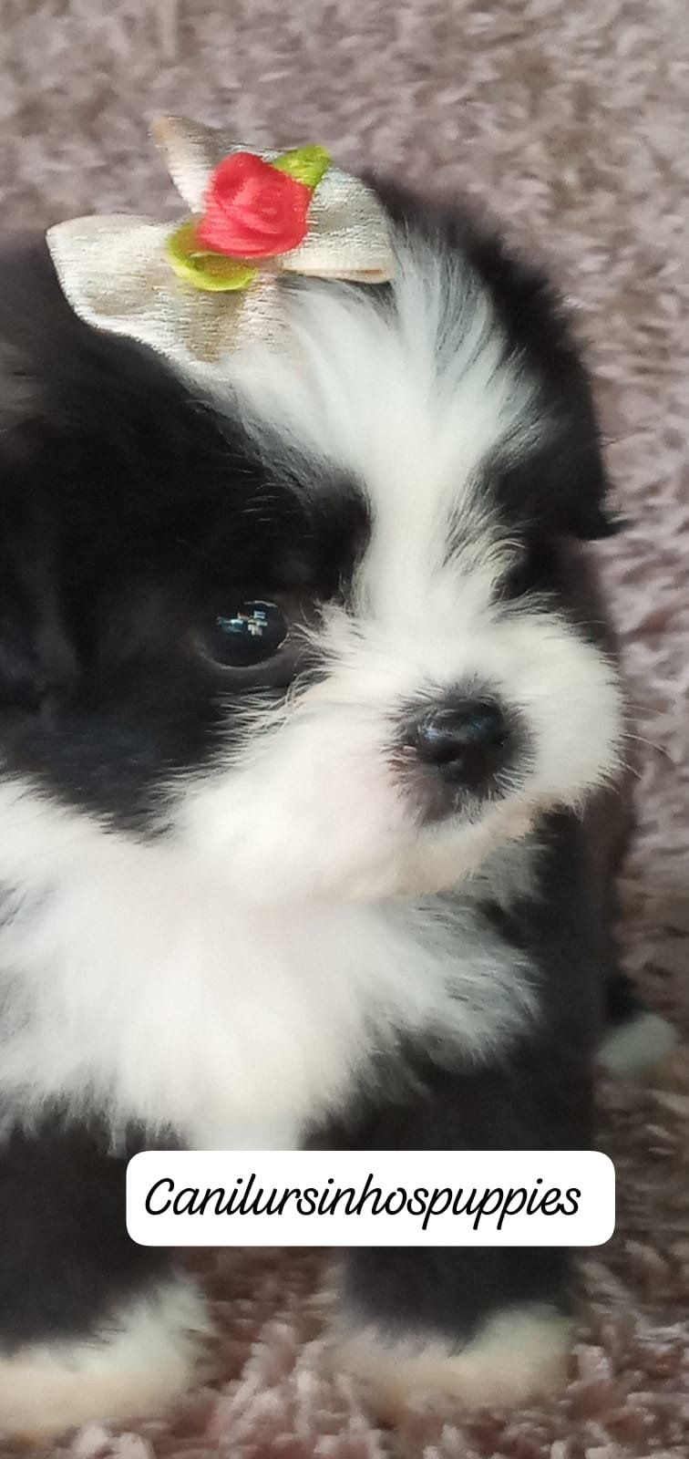lhasa apso bebes pronta entrega #canilursinhospuppies  - Foto 2