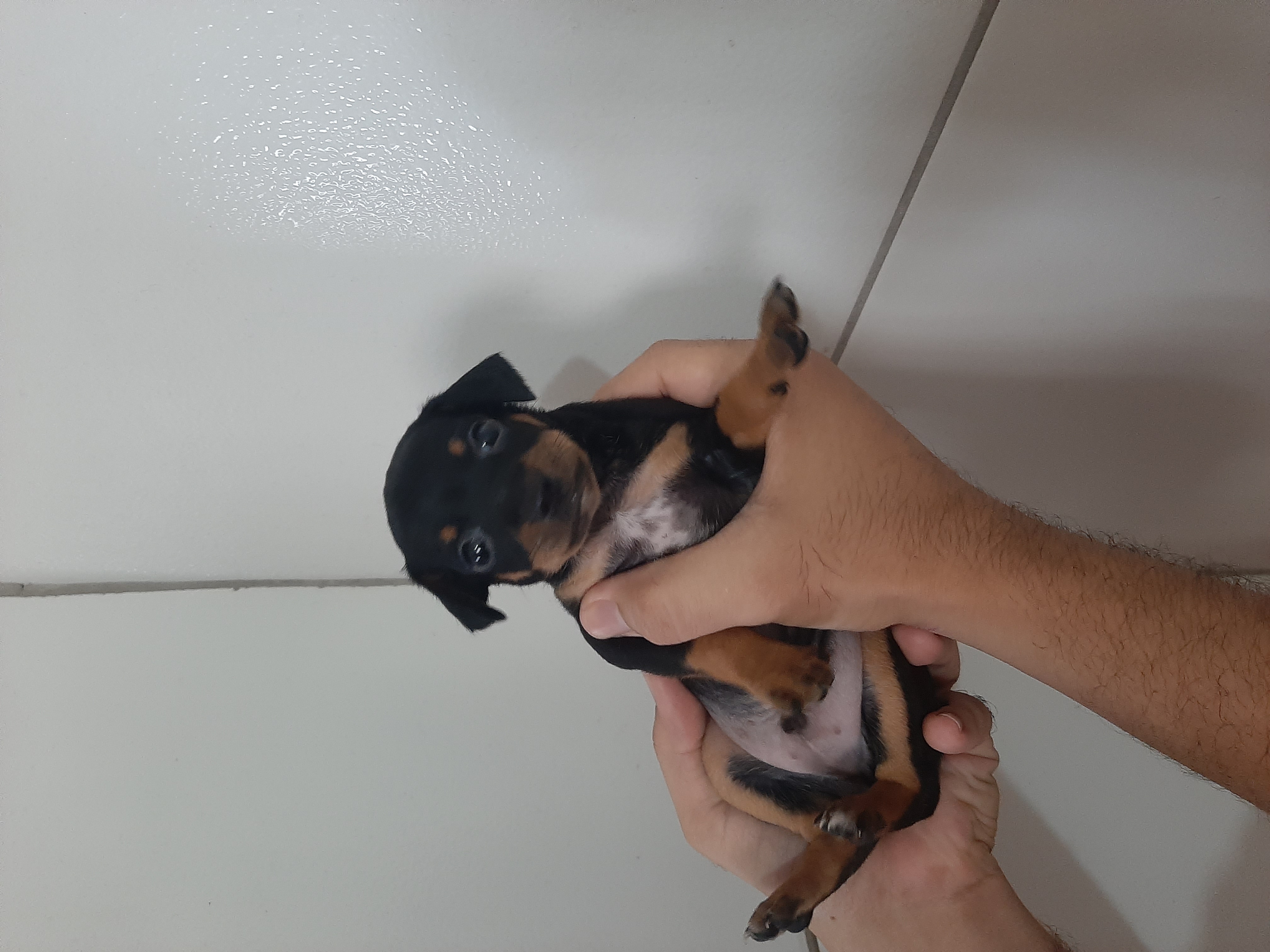 Portal Vendocão Filhote de Pinscher miniatura N°2  Natal