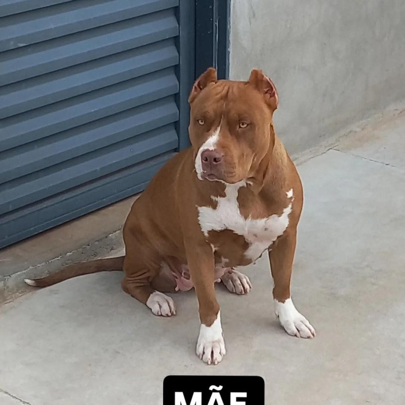 Filhotes de Pitbull - Foto 2
