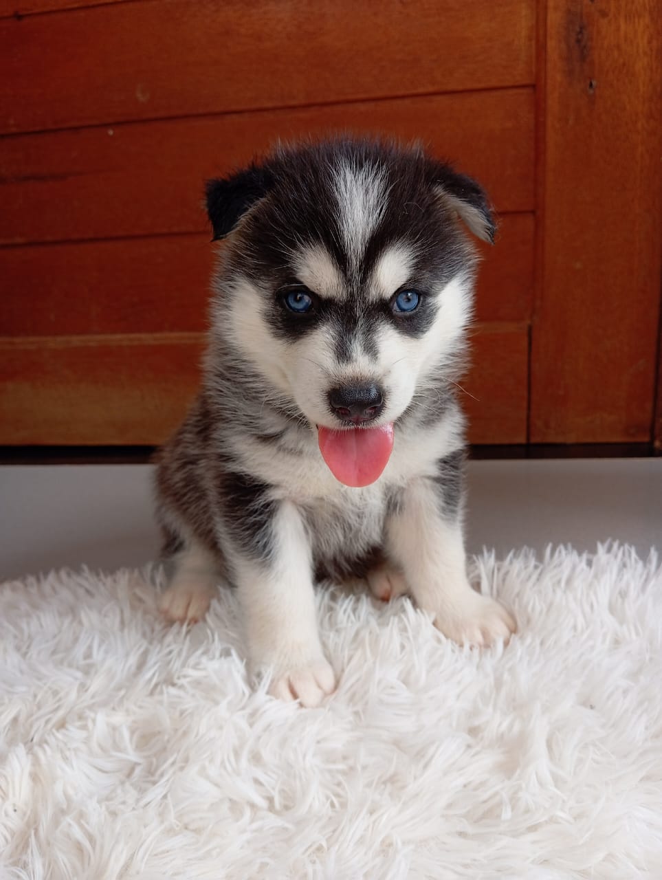 Husky siberianos filhotes a venda  - Foto 1