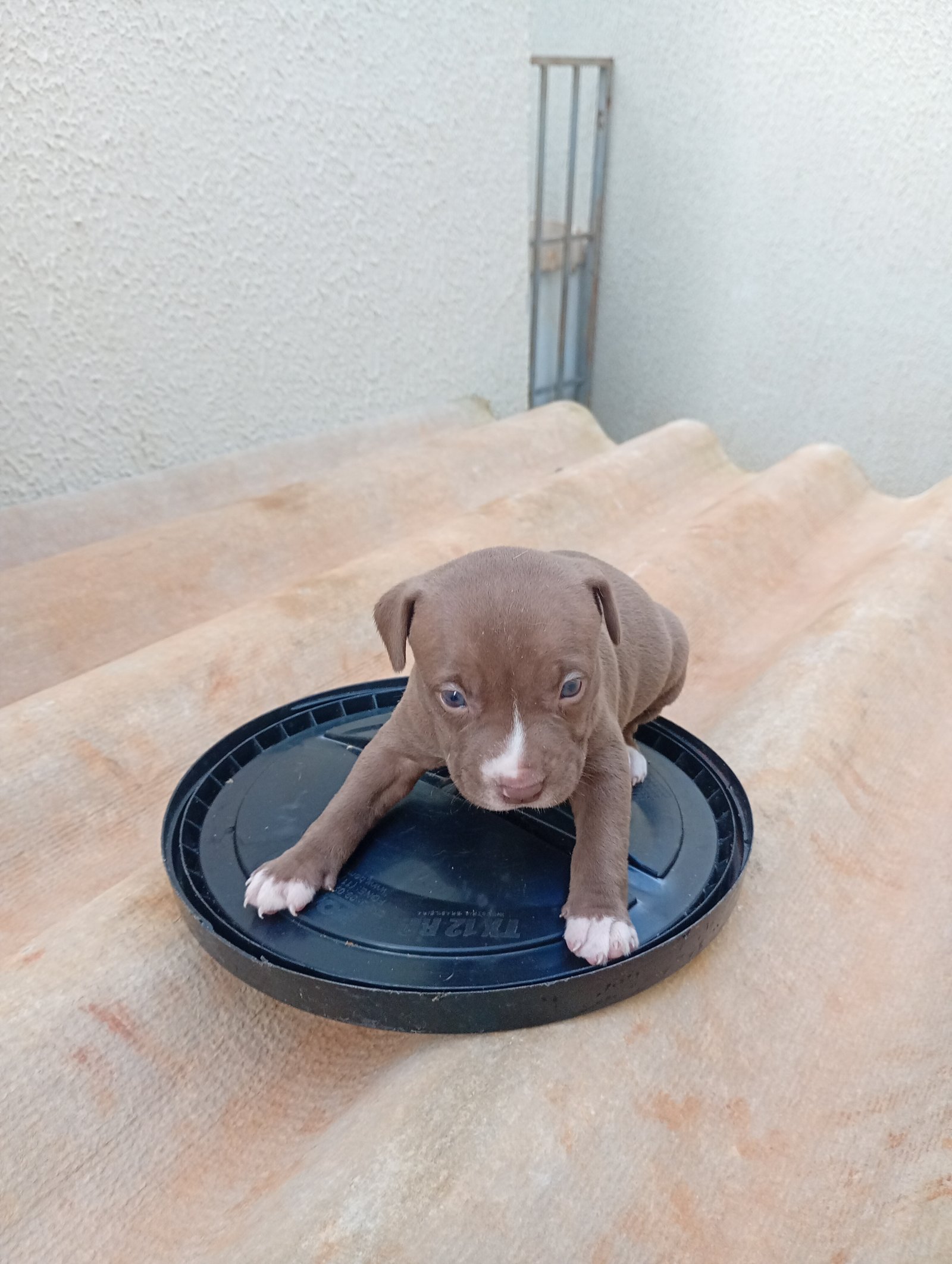 Filhotes Pitbull  - Foto 2