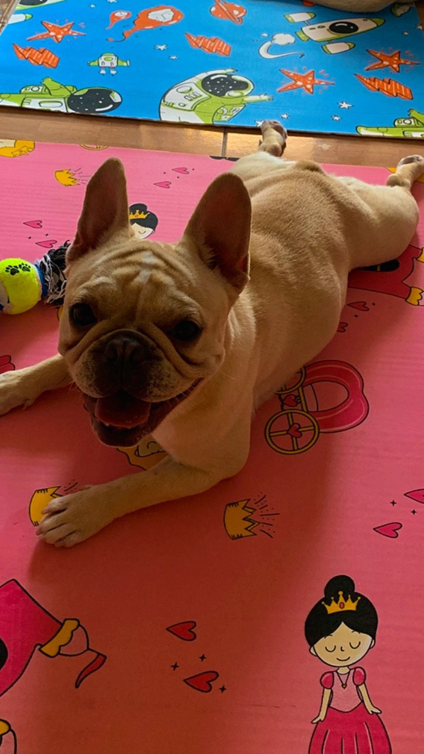 Portal Vendocão Bulldog francês São Paulo