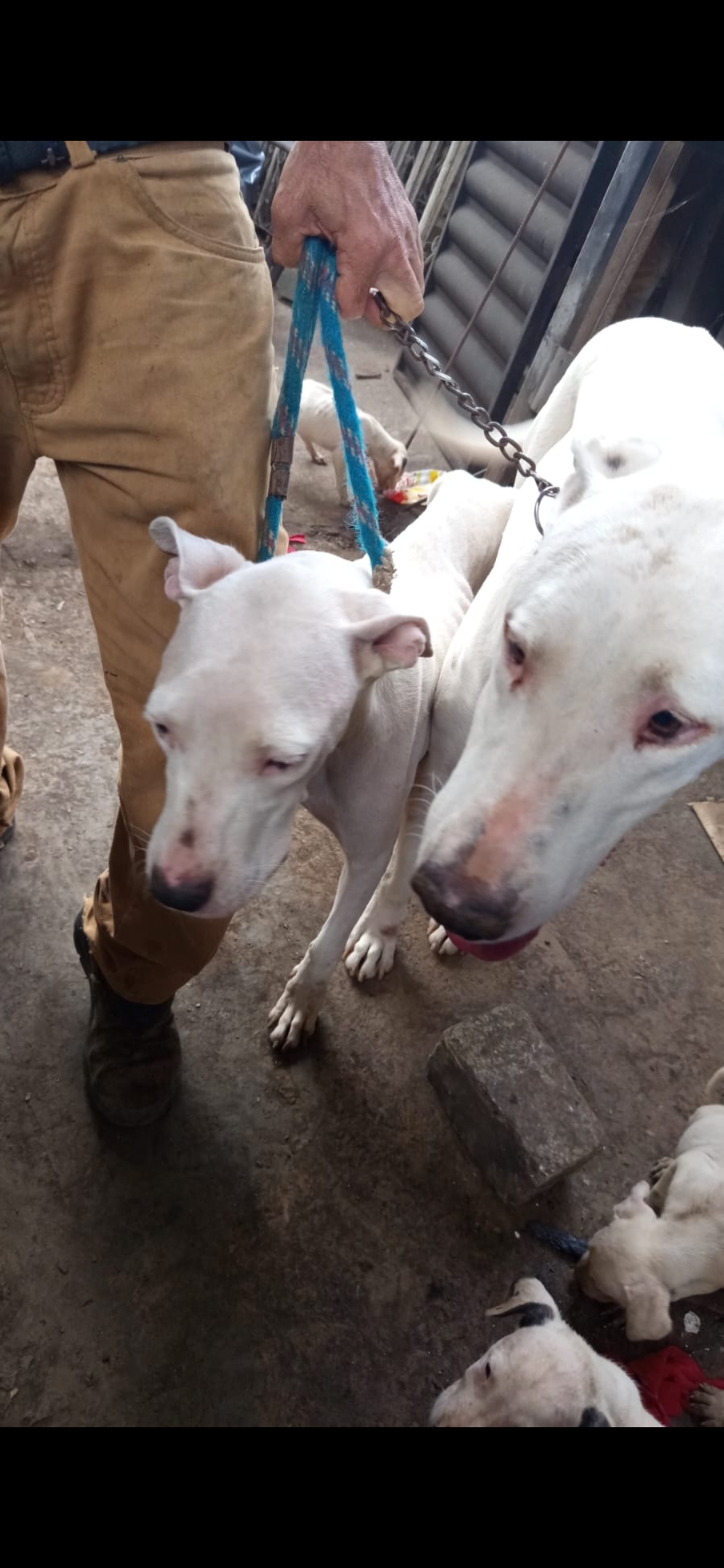 Dog argentino  vigia e cão guia faz sua segurança 