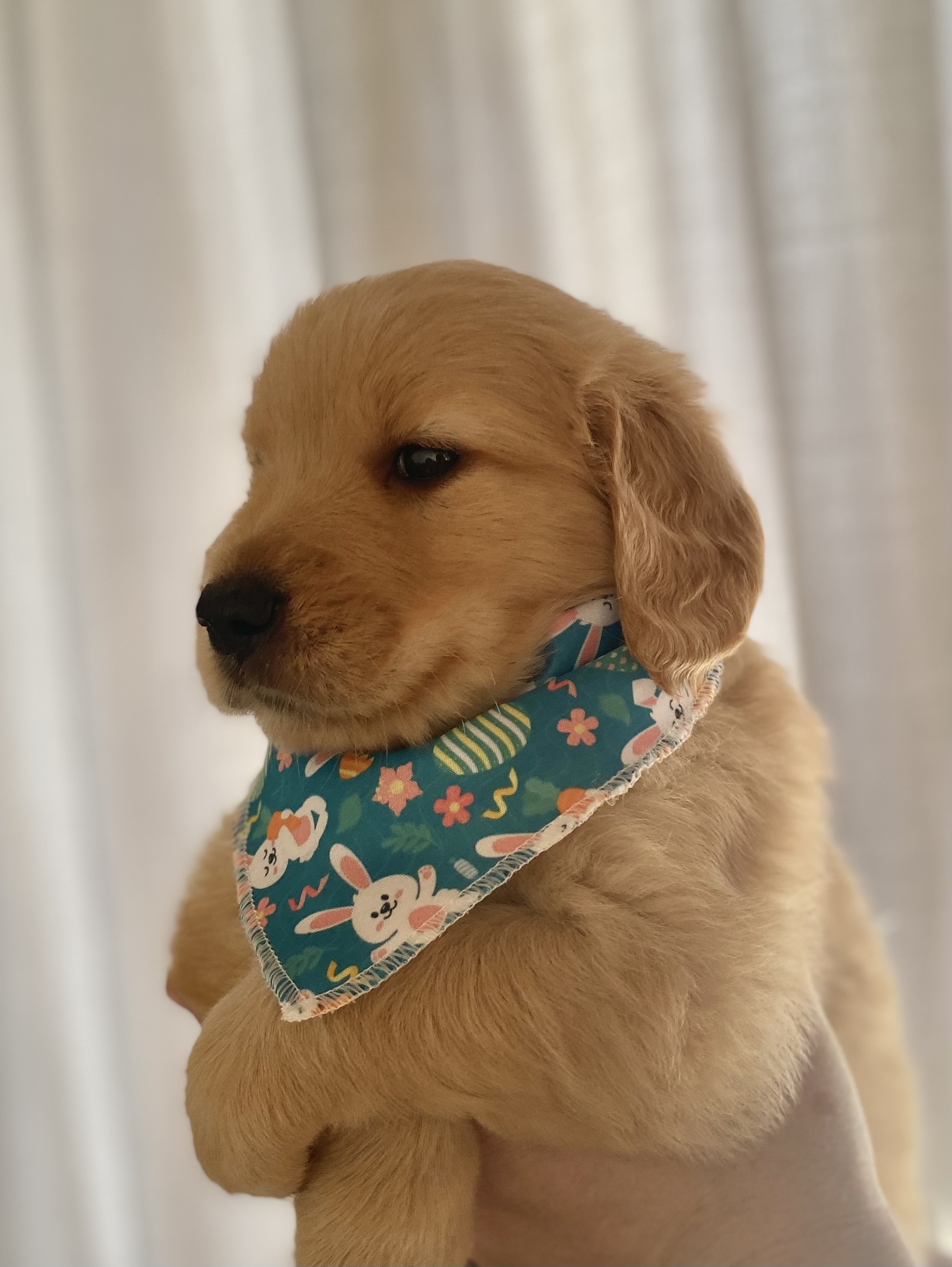 Portal Vendocão Filhote de Golden RETRIEVER  São Gabriel do Oeste 