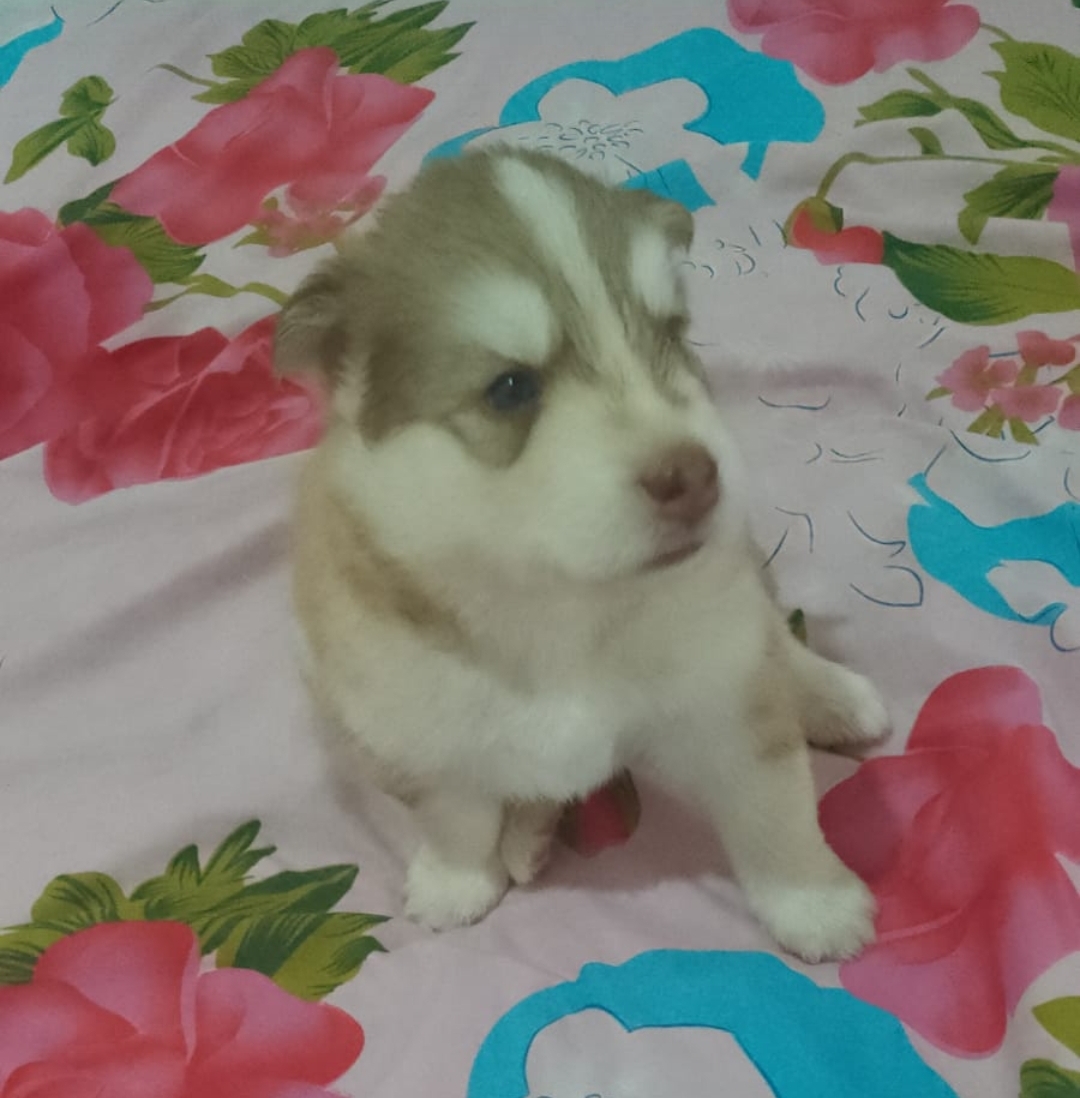 Portal Vendocão Filhotes de Husky Siberiano  Nossa senhora do Socorro