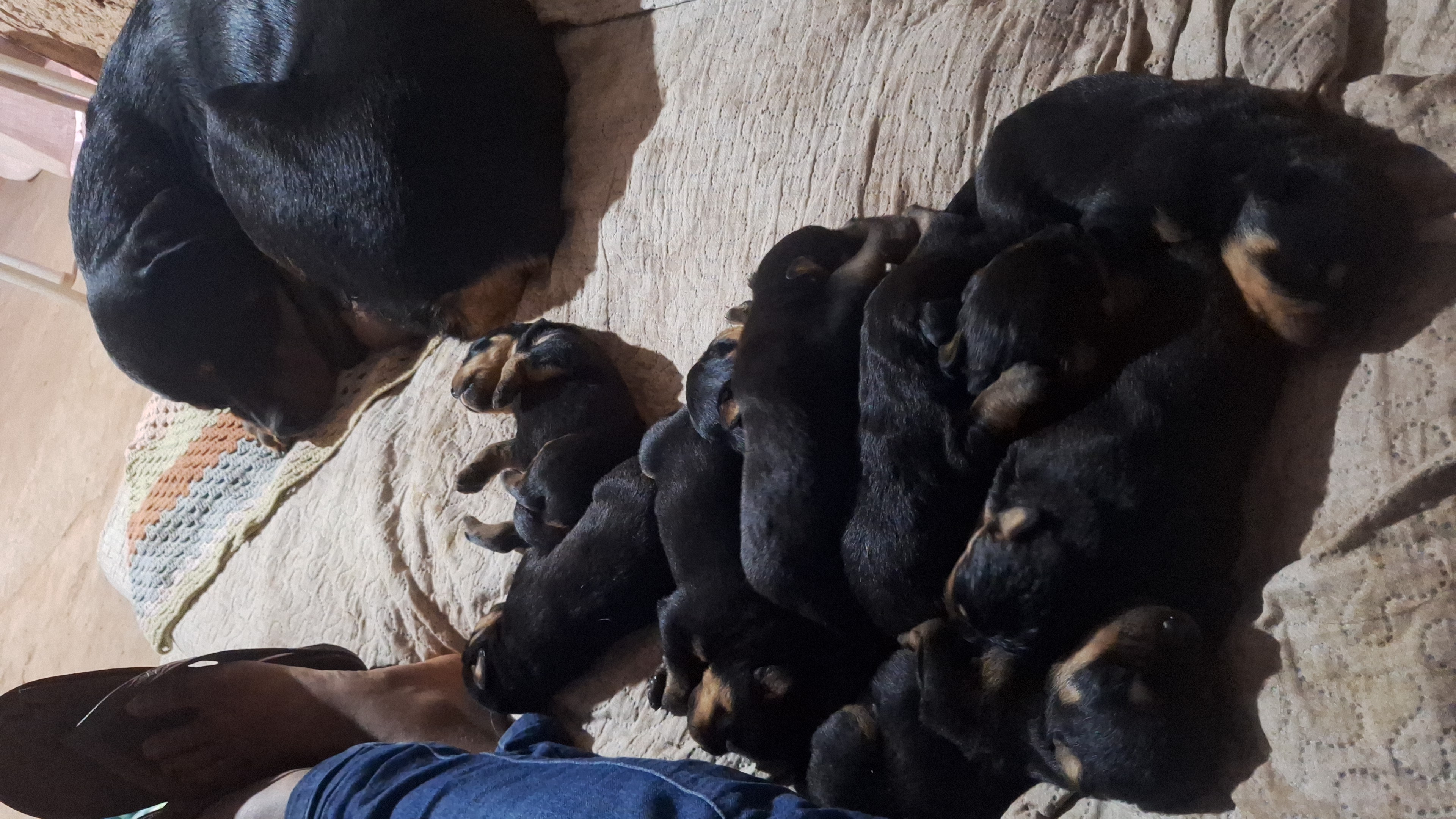 Portal Vendocão Rottweiler  Brasília de minas 