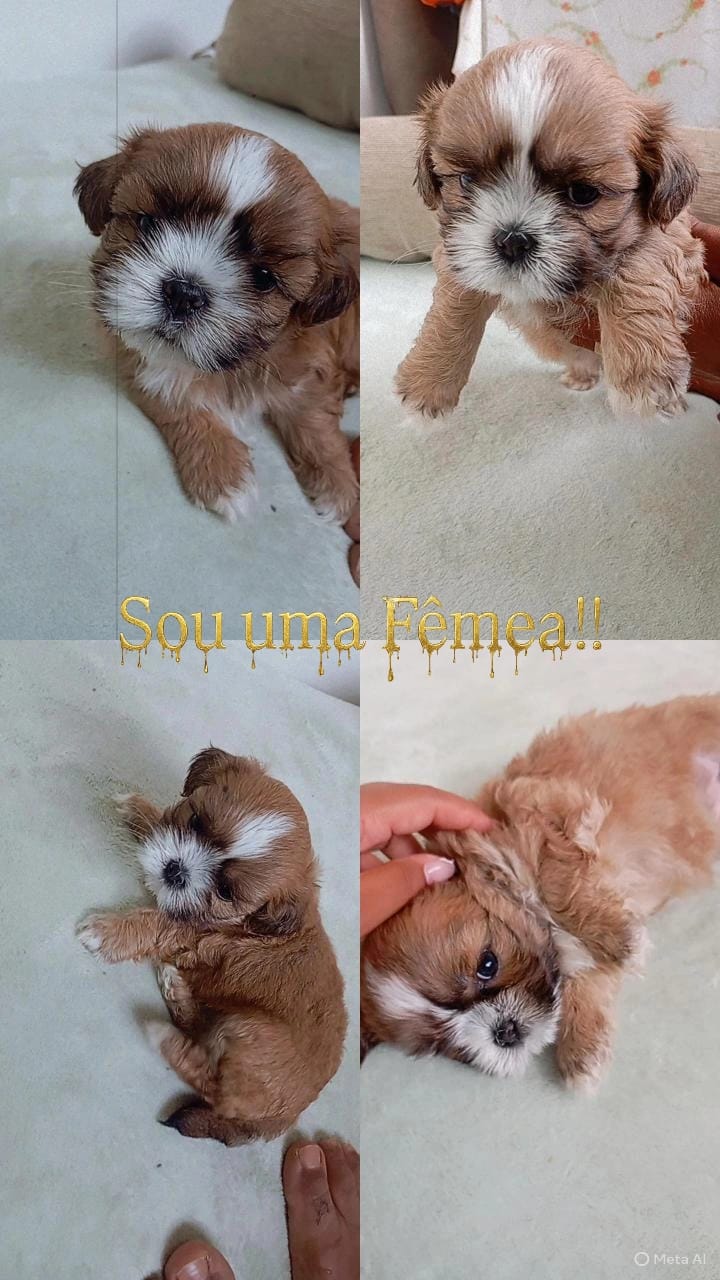 Vendo filhotes de Shitzu puros - Foto 2