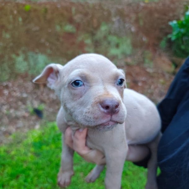 Pitbull - Foto 2