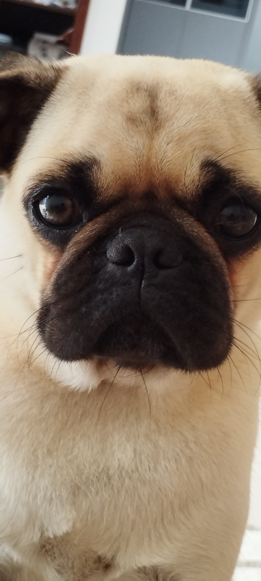 Portal Vendocão Venda Imbituba