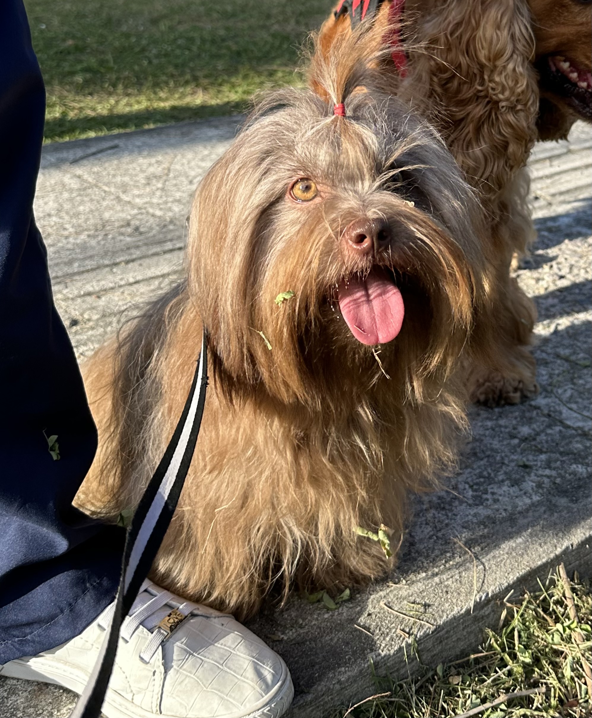 Portal Vendocão Filhotes de lhasa apso machos João Pessoa