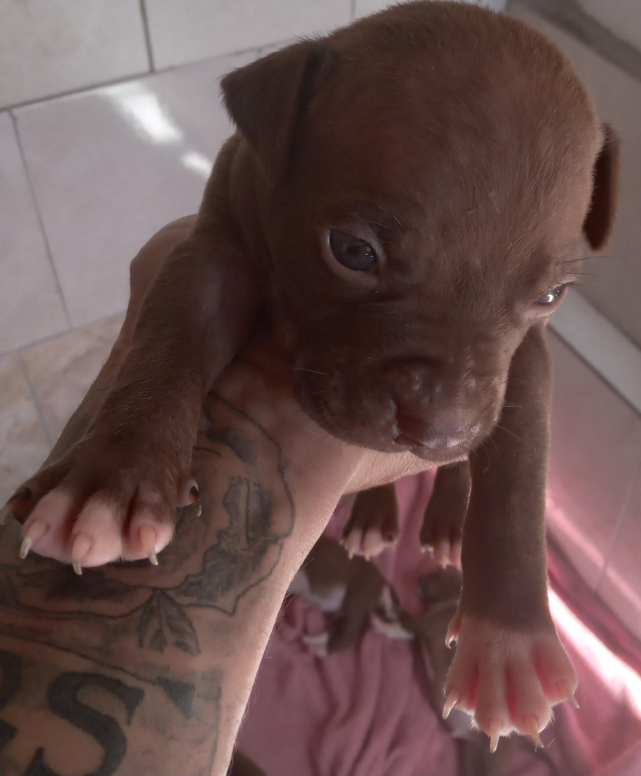 Portal Vendocão Red nesse  Porto Alegre 