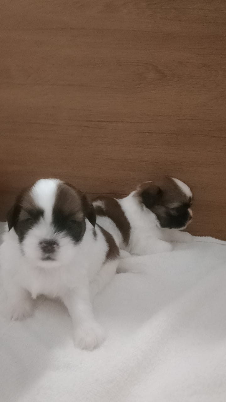 Filhotes de Shih tzu - Foto 3