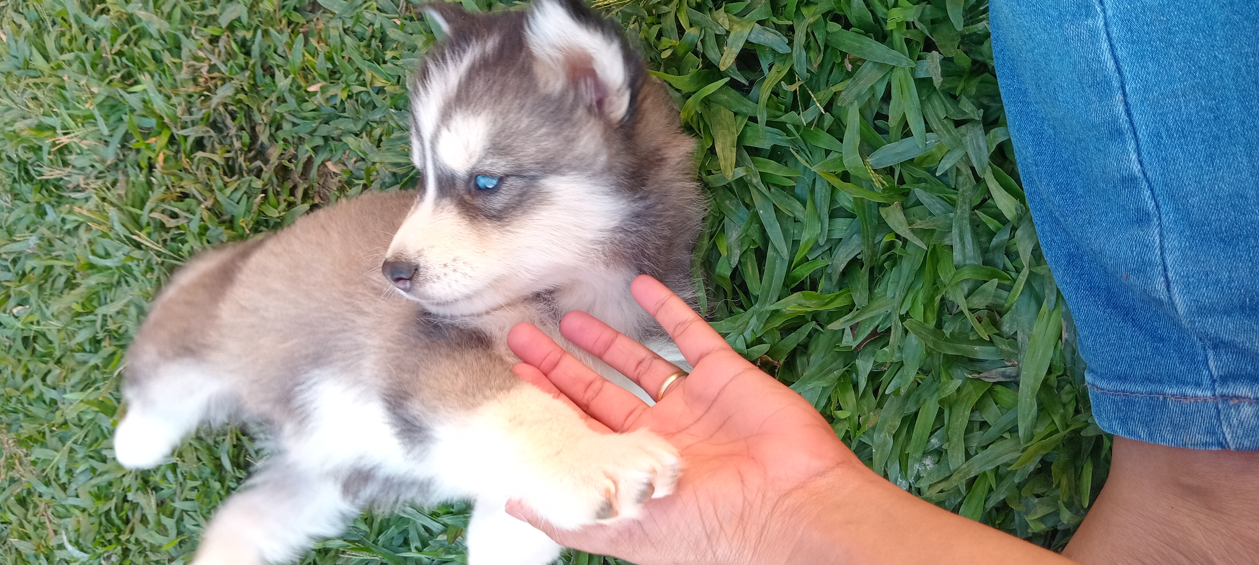 Husky Siberiano Filhote - Foto 2