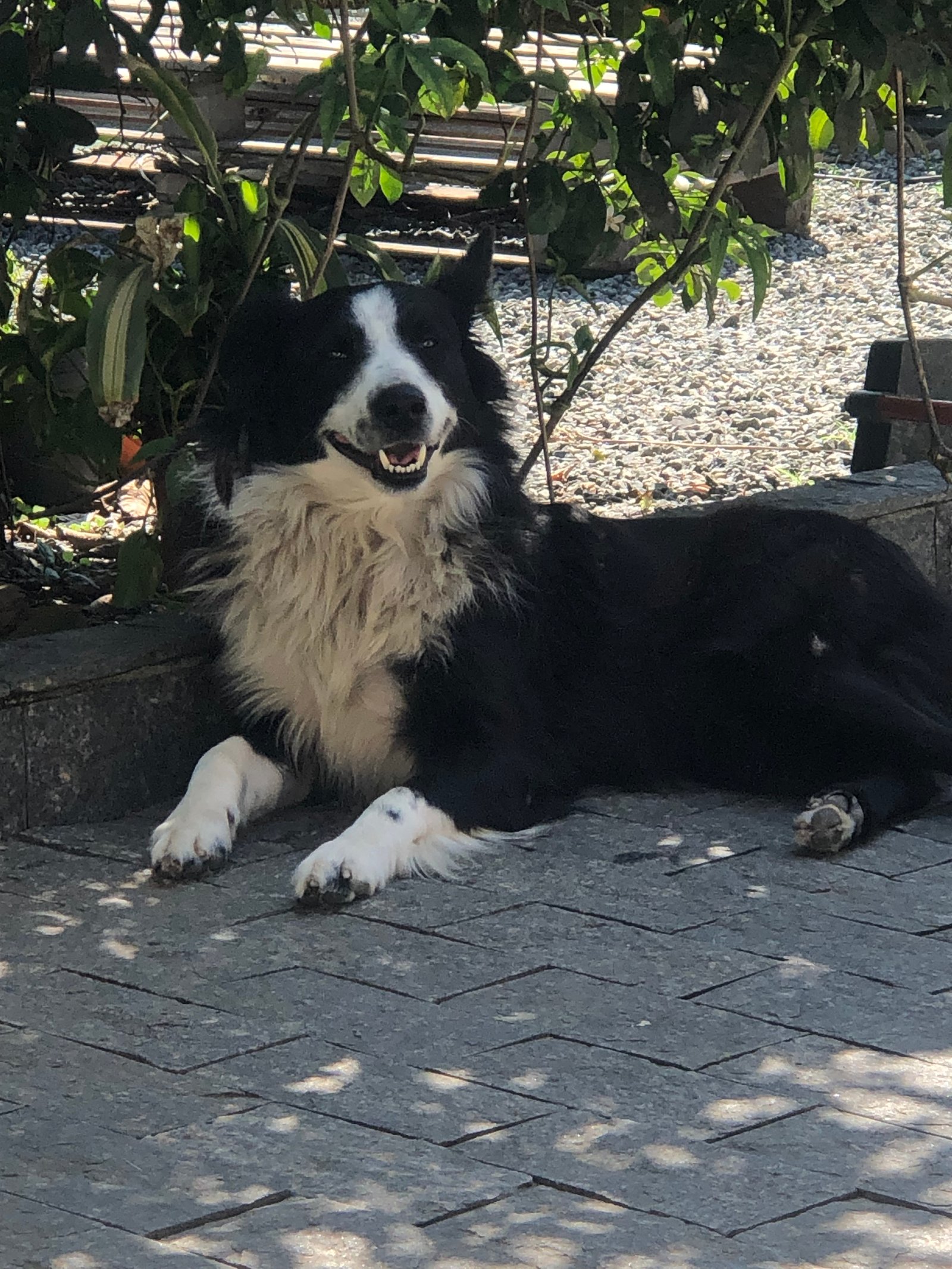Filhotes border collie  - Foto 4