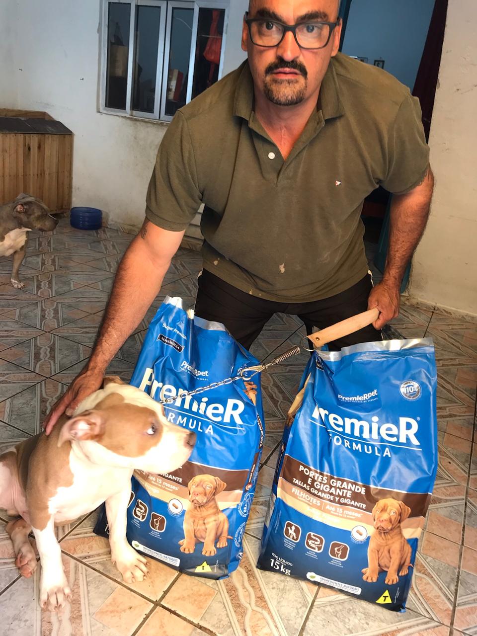Portal Vendocão Filhote de pitbull American bully Merle  São Bernardo do Campo 