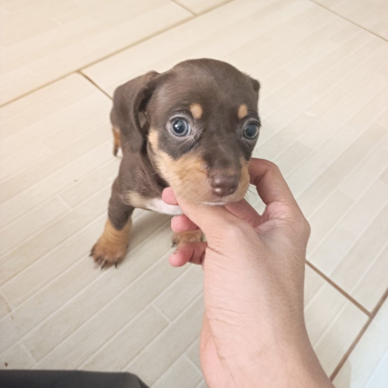 Filhotes de cachorro salsicha (Dacshund) - Foto 4