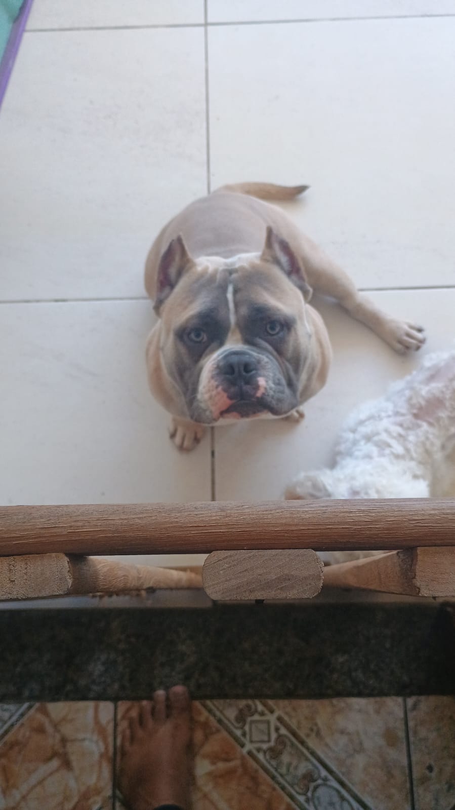 América Bully  - Foto 1