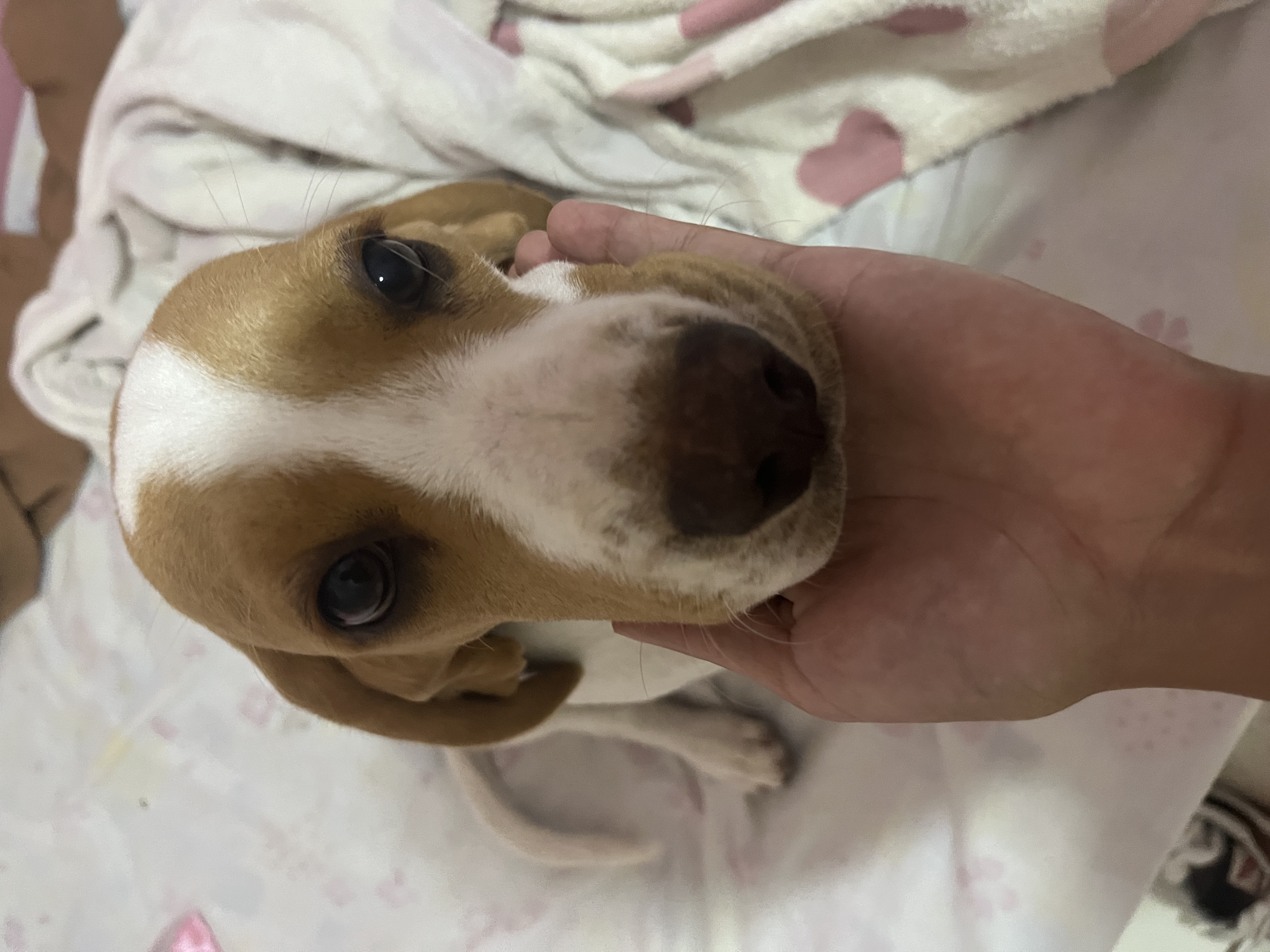 Portal Vendocão Beagle Fêmea Filhote Rio das Ostras