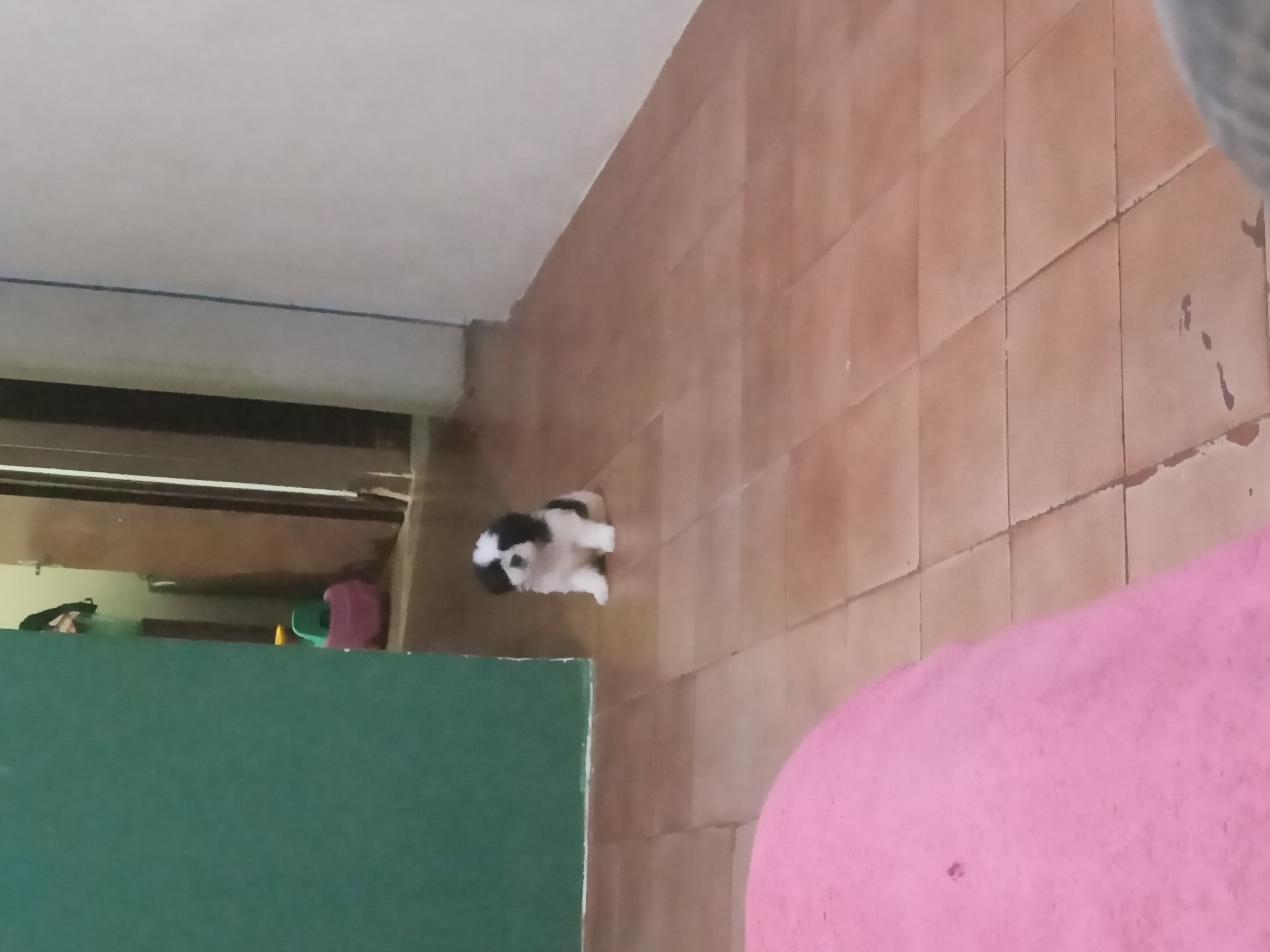Portal Vendocão Vendo filhote shihtzu macho São Luis