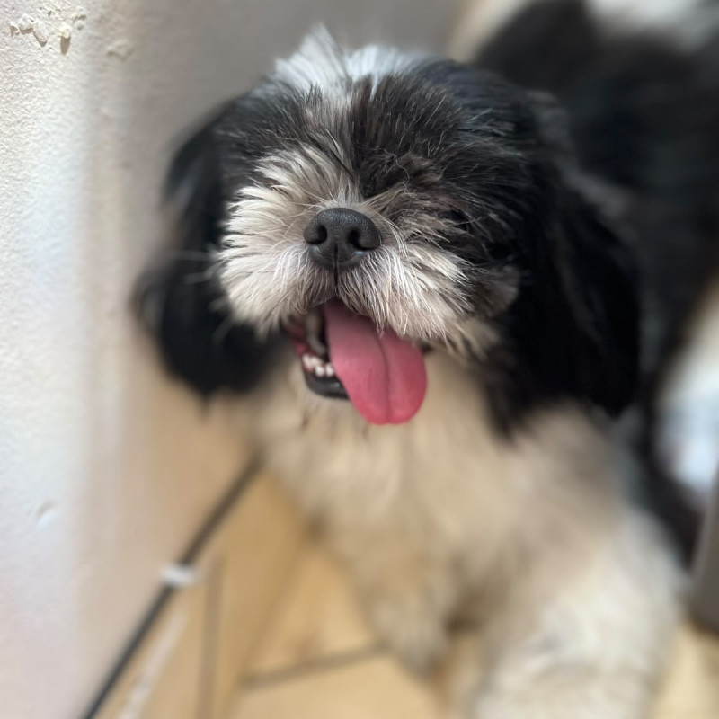 Macho 1 ano dócil com outros pets e crianças - Foto 2