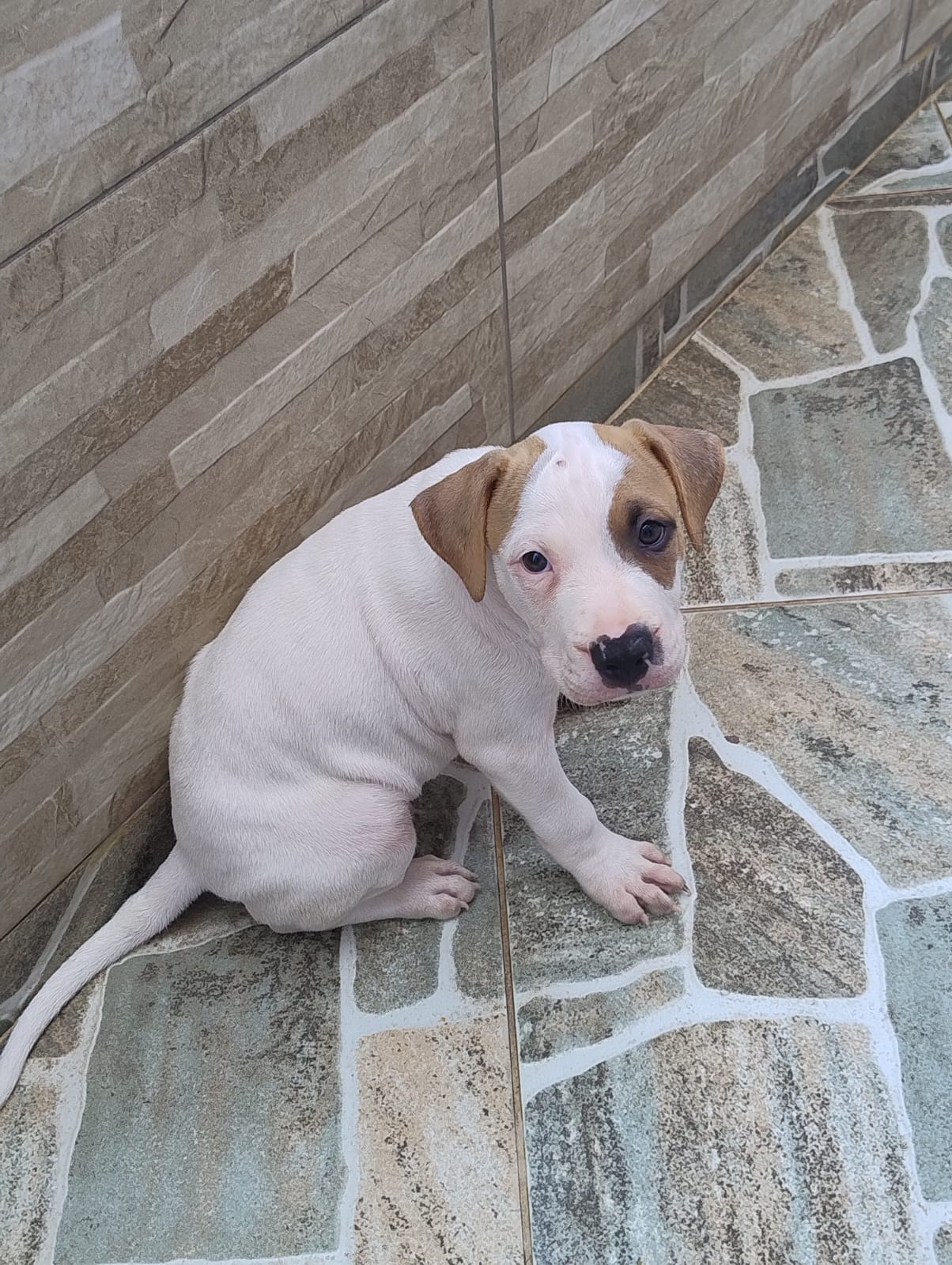 Vendo filhotes de Pitbull  - Foto 2