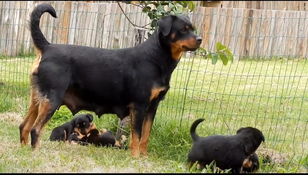 Portal Vendocão Filhotes de Rottweiler a venda Terra de areia