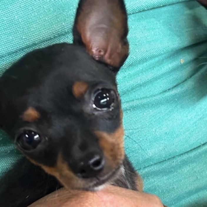 Vendo filhote pinscher fêmea. Vermeficada e primeira vacina. - Foto 3