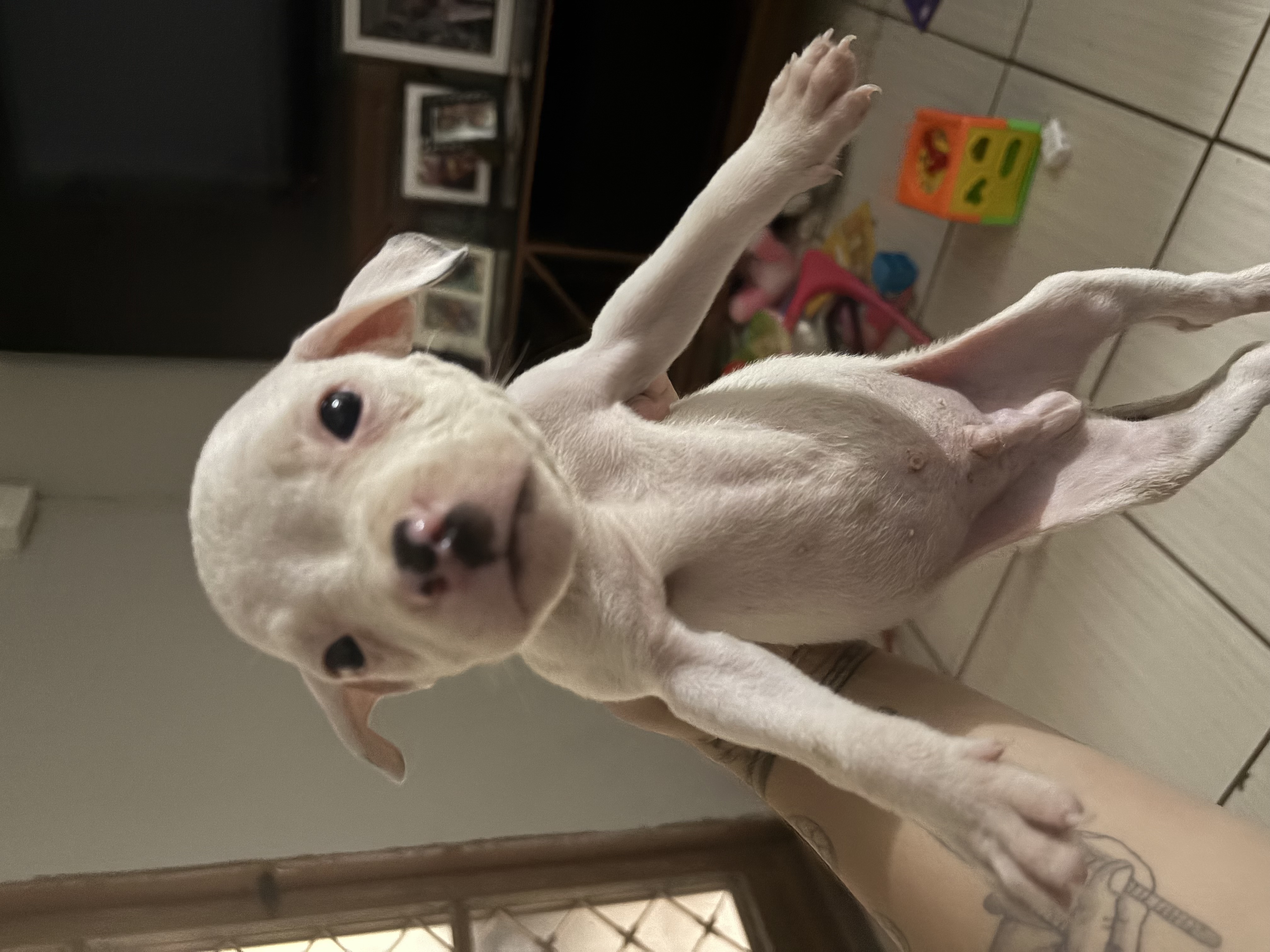Portal Vendocão Filhotes de Pitbull  Araraquara 