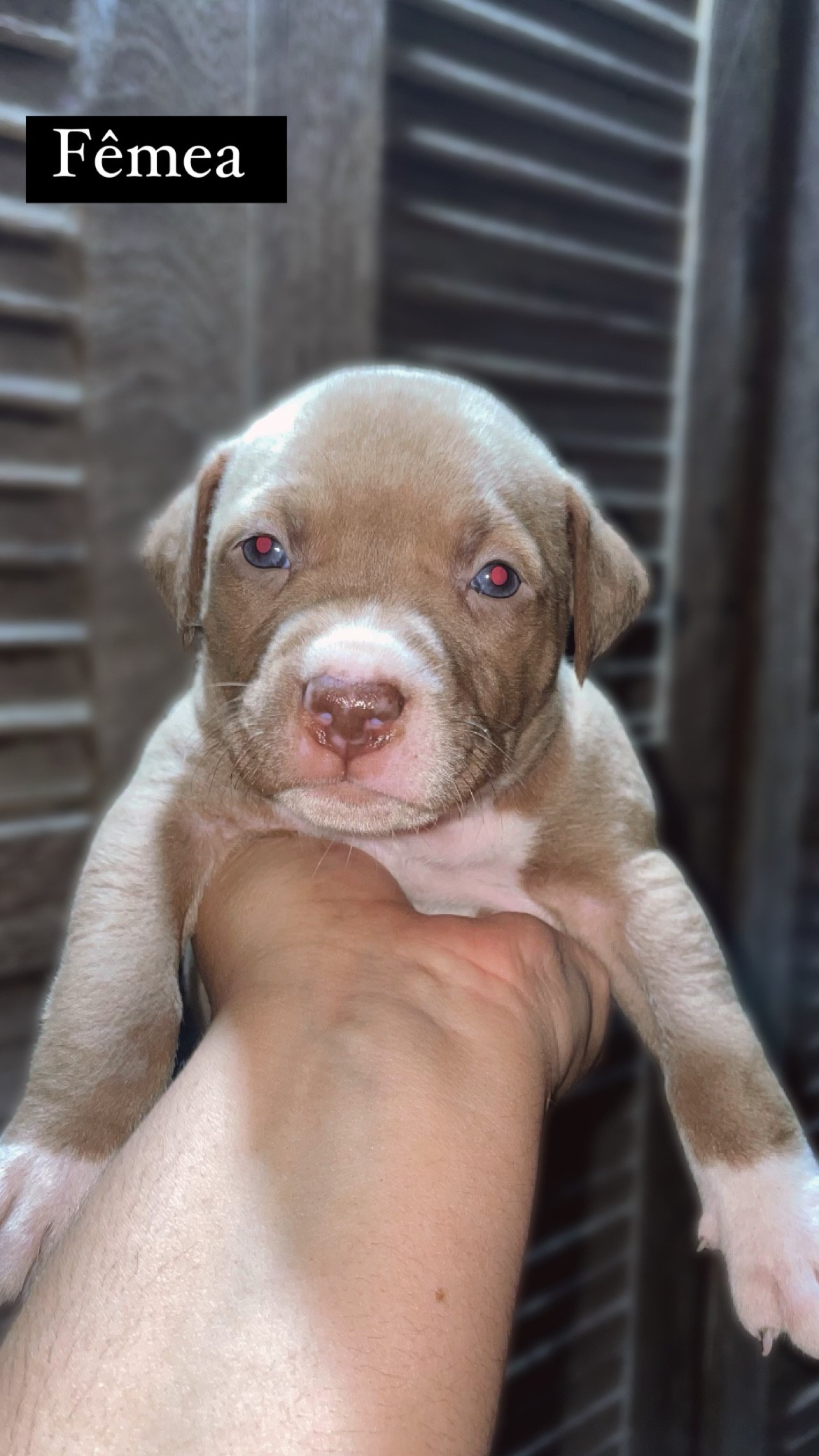 American pitbull terrier  - Foto 1
