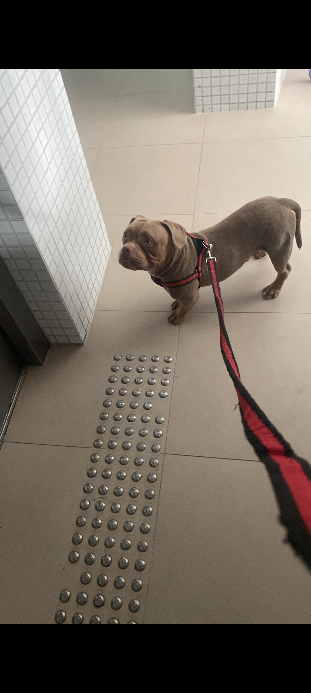 Portal Vendocão American bully super Dócil  Recife