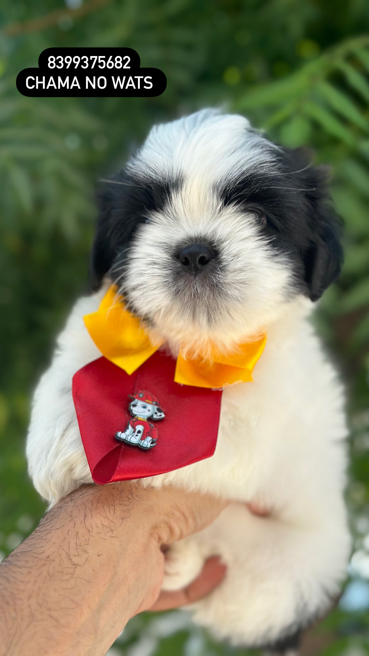 Portal Vendocão Filhotes de shihtzu  Patos 