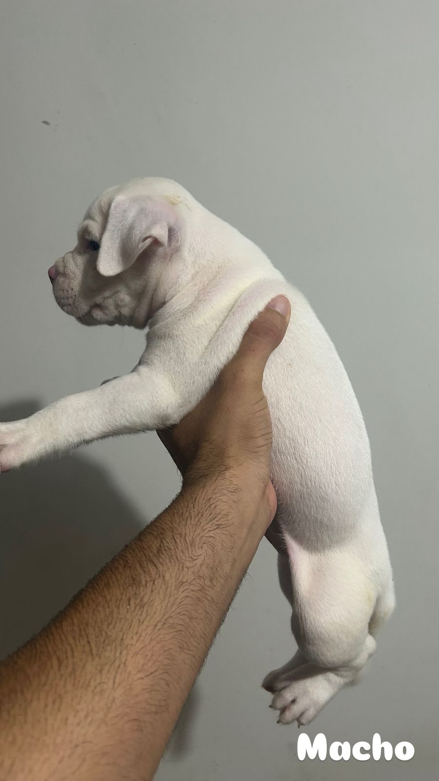 Portal Vendocão Filhotes American Bully  João Pessoa