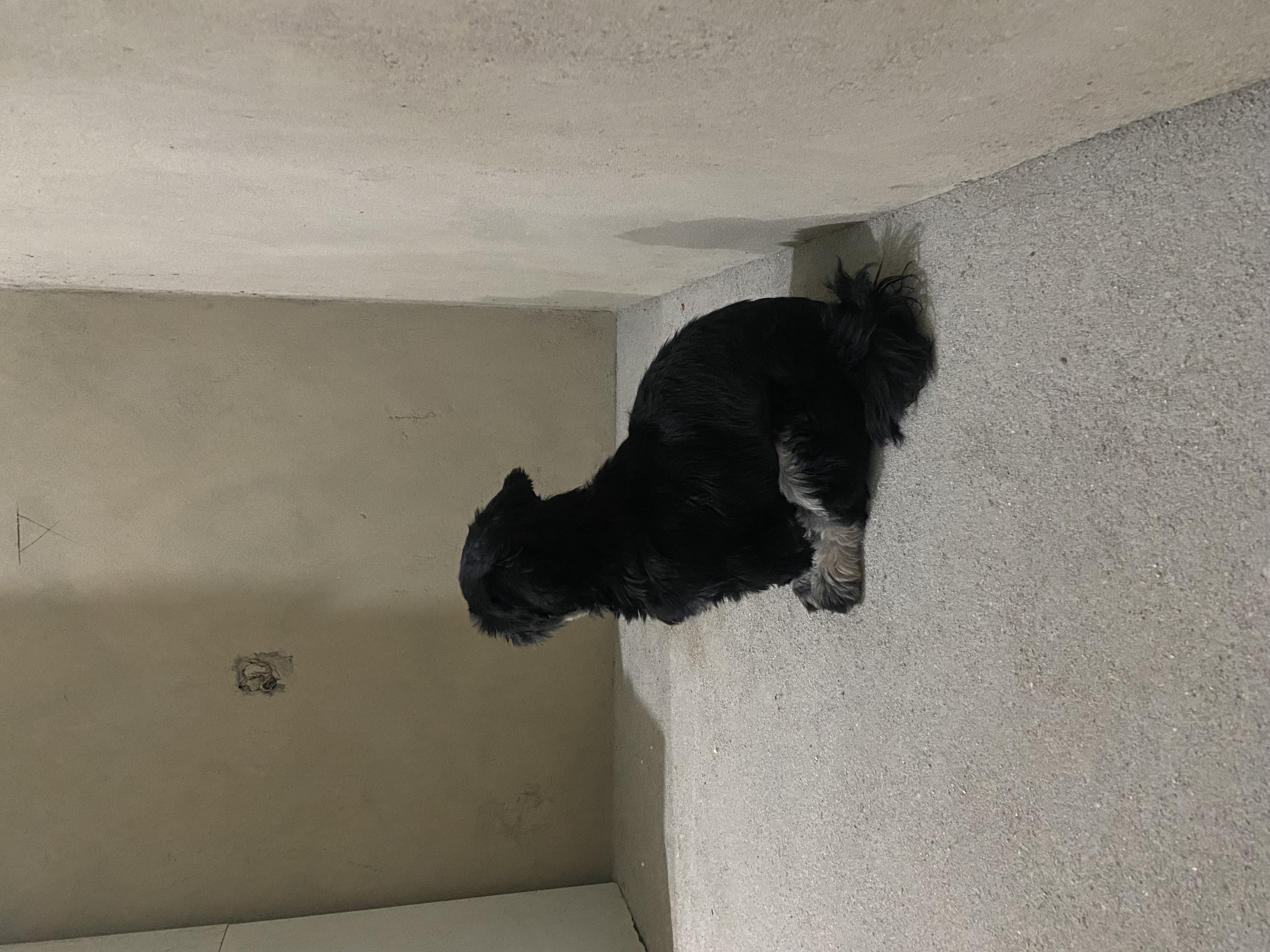 Vendo Shih tzu fêmea  - Foto 4
