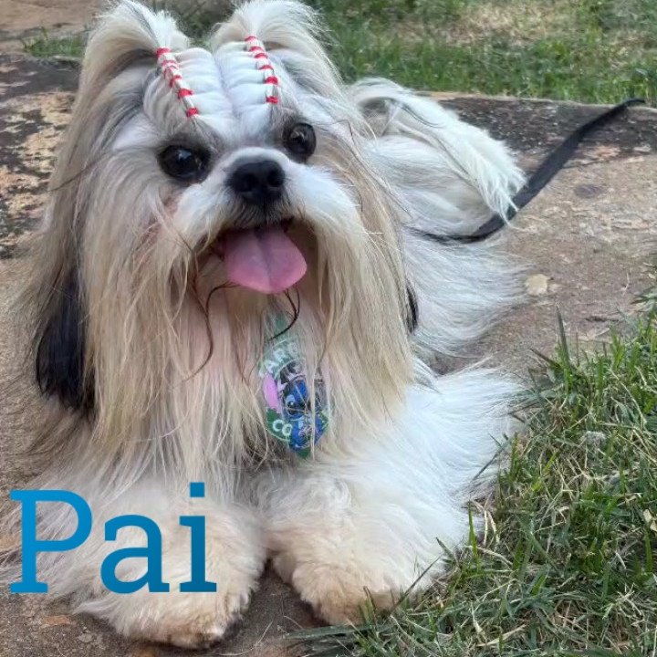 Vendo filhote de shih Tzu linda e pura muito dócil - Foto 3