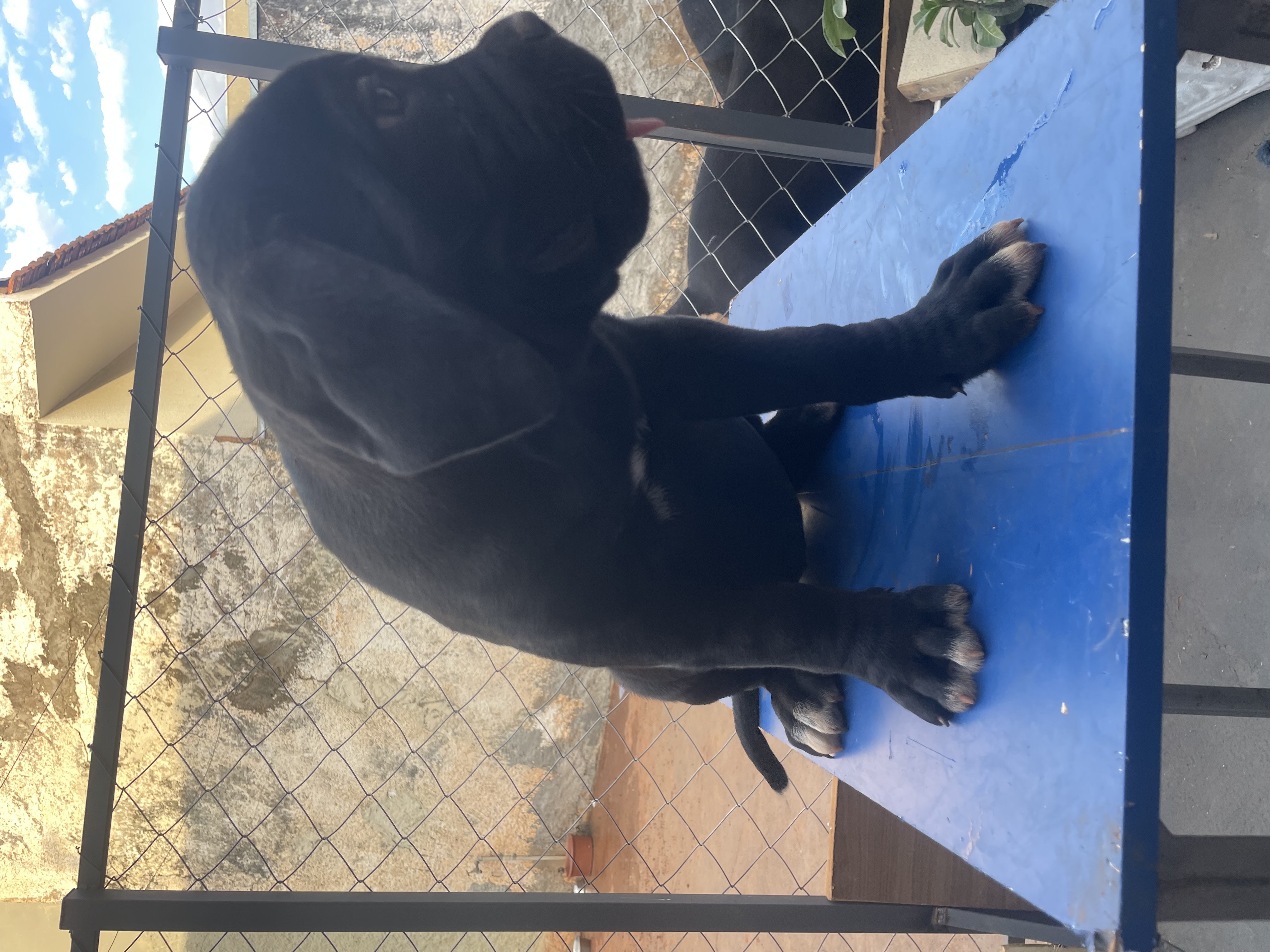 Portal Vendocão Macho e fêmea de Cane Corso São José do Rio Preto 