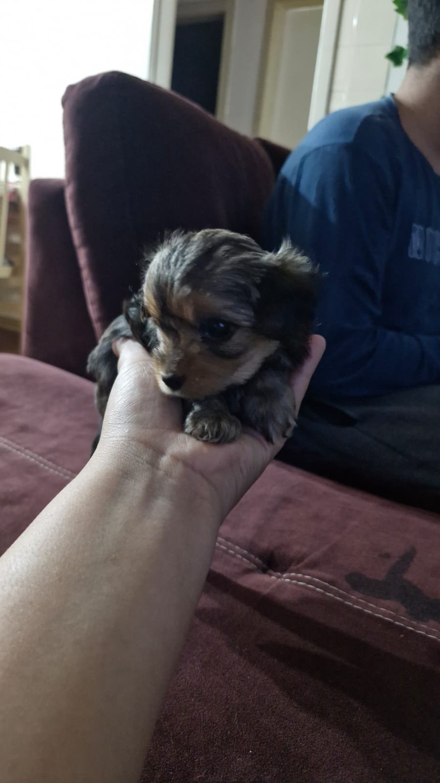 Vendo filhotes de yorkshire - Foto 2
