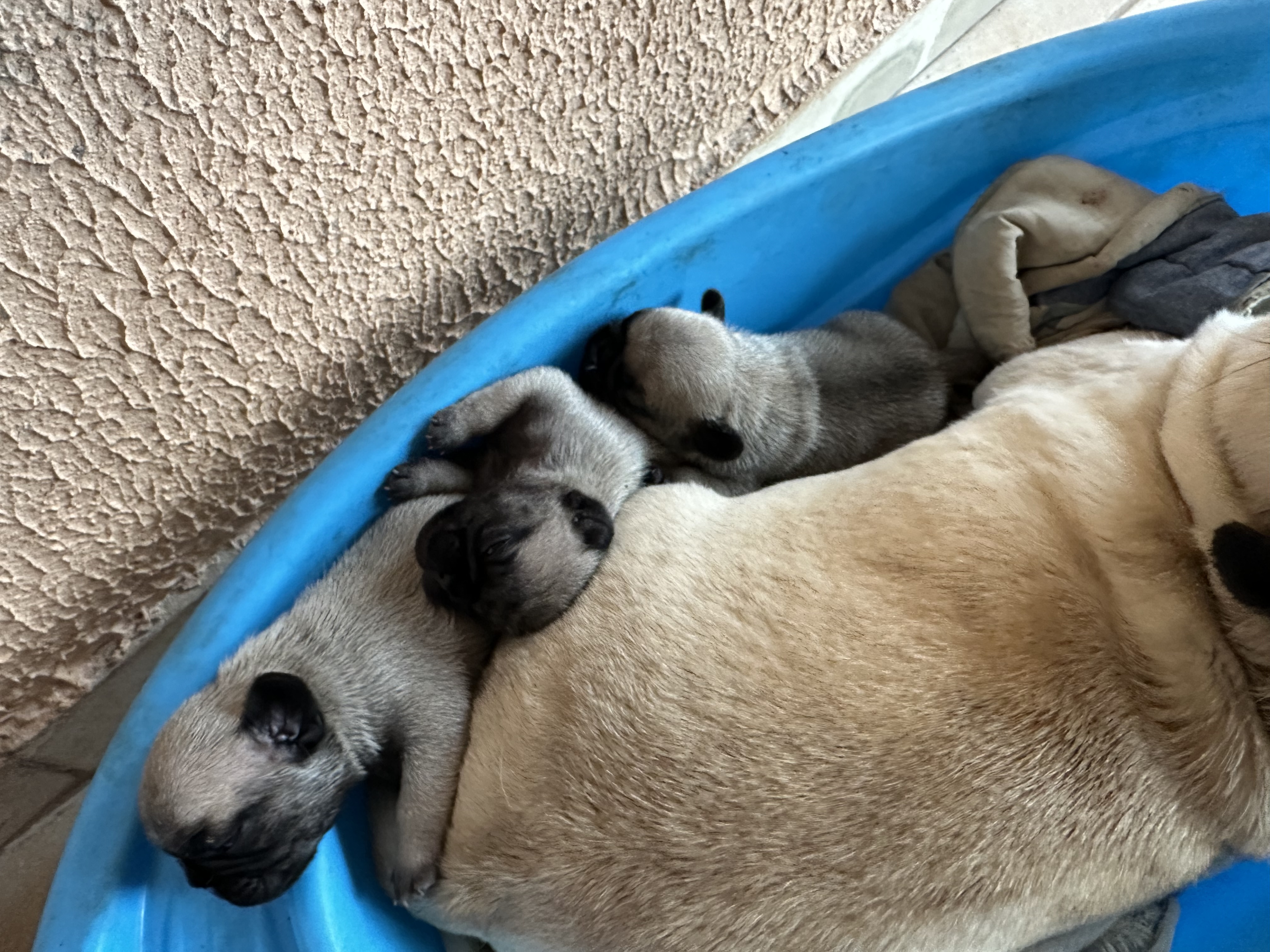Portal Vendocão Vendo pug macho Senador canedo