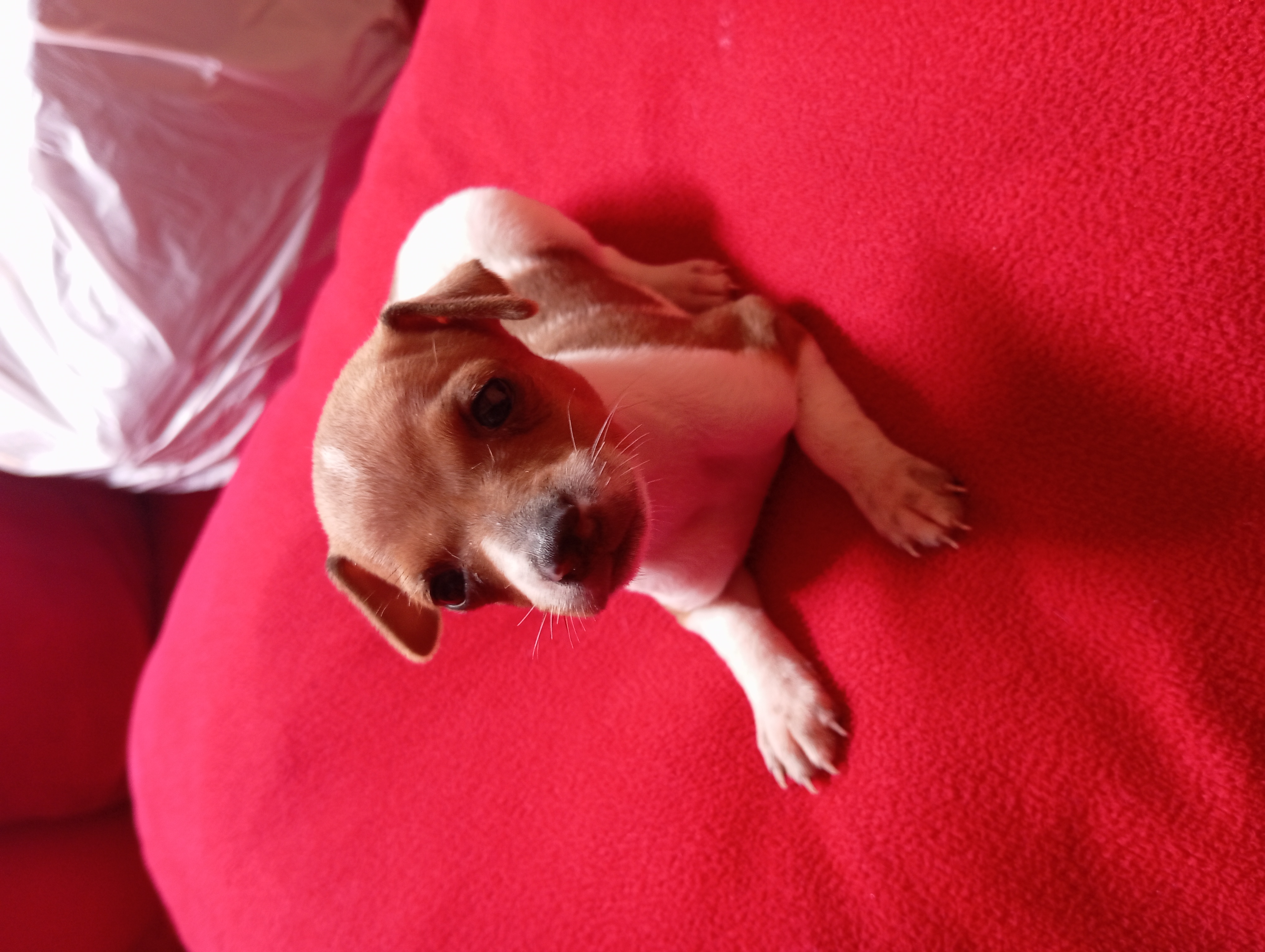 Portal Vendocão Filhote cachorro pinscher n° 1 São Luís 