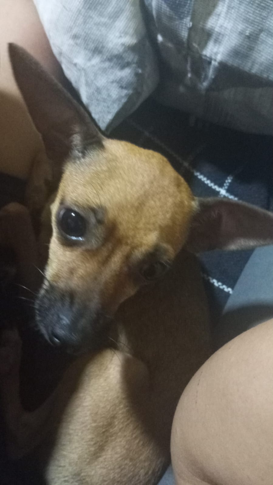 Cachorro  - Foto 1