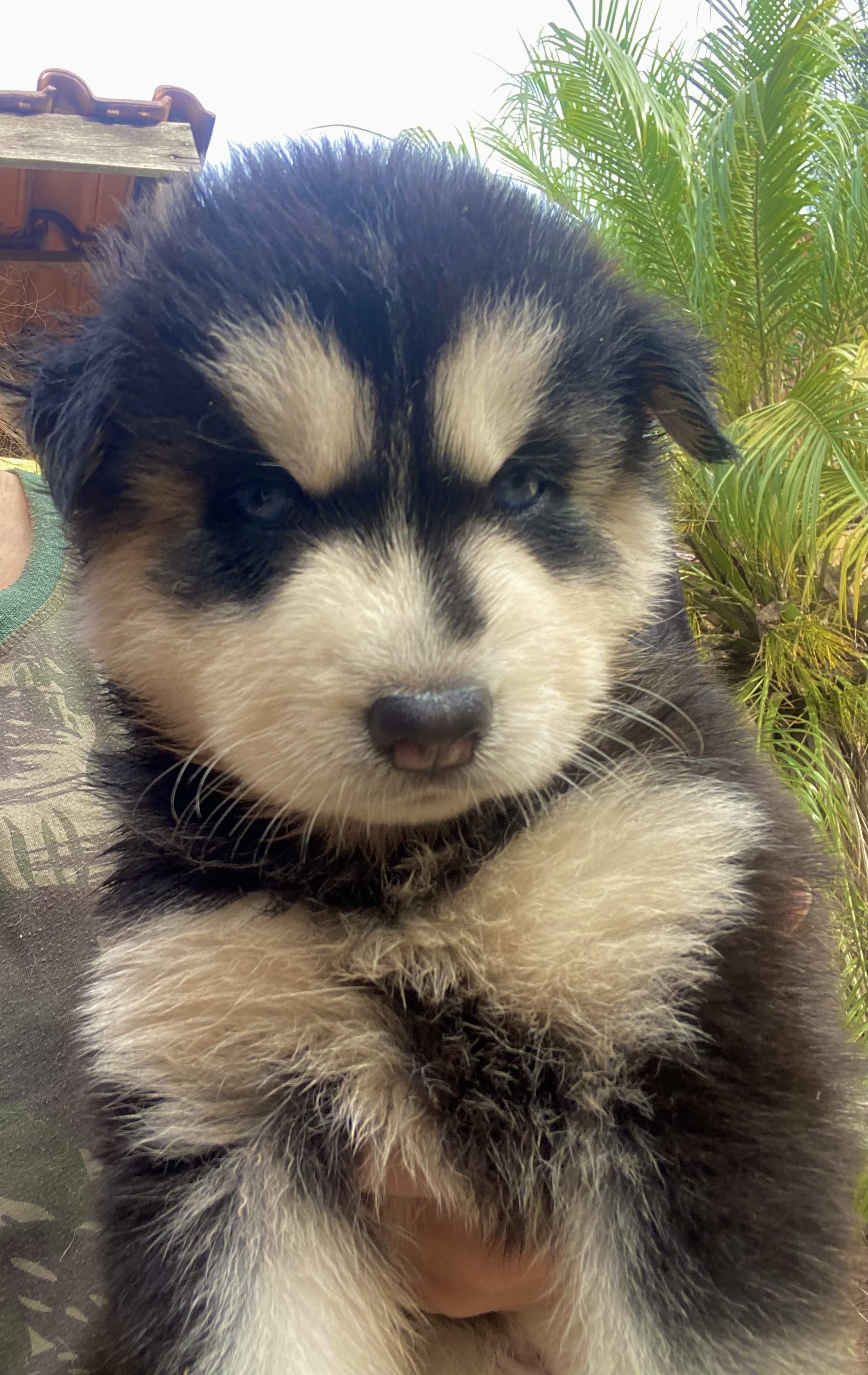Portal Vendocão Filhotes de Husky Siberiano  São Leopoldo 